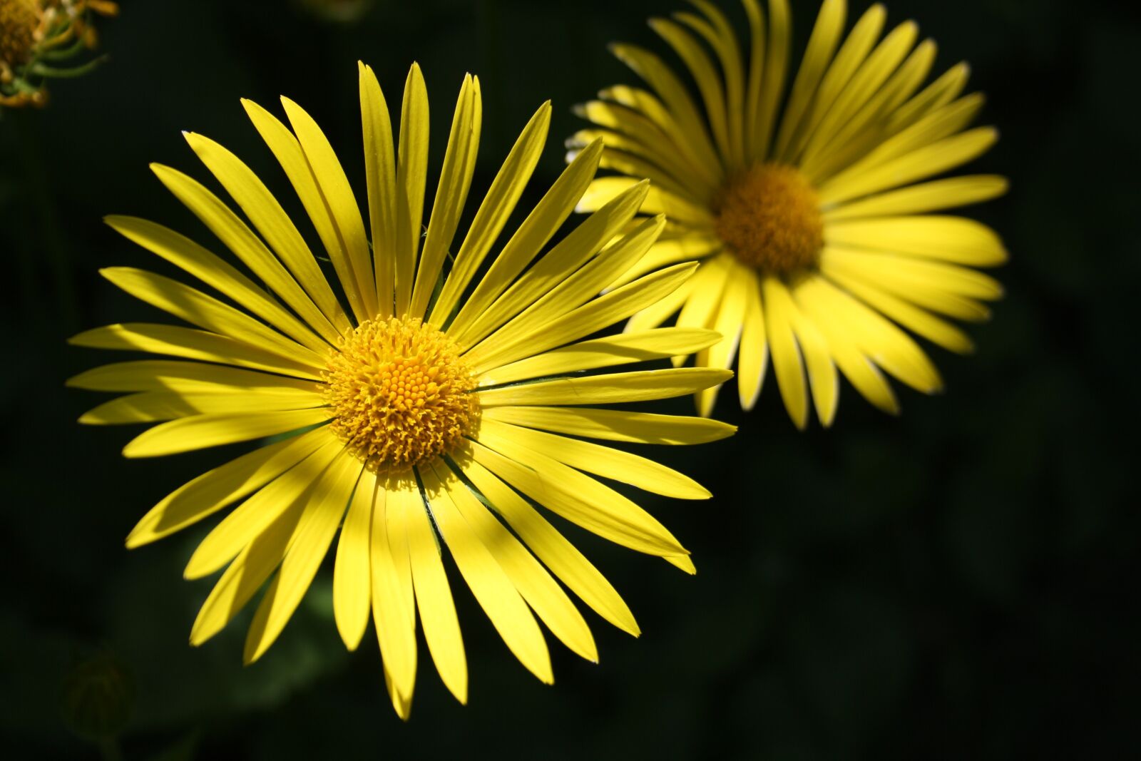 Canon EOS 1000D (EOS Digital Rebel XS / EOS Kiss F) sample photo. Flower, yellow, nature photography