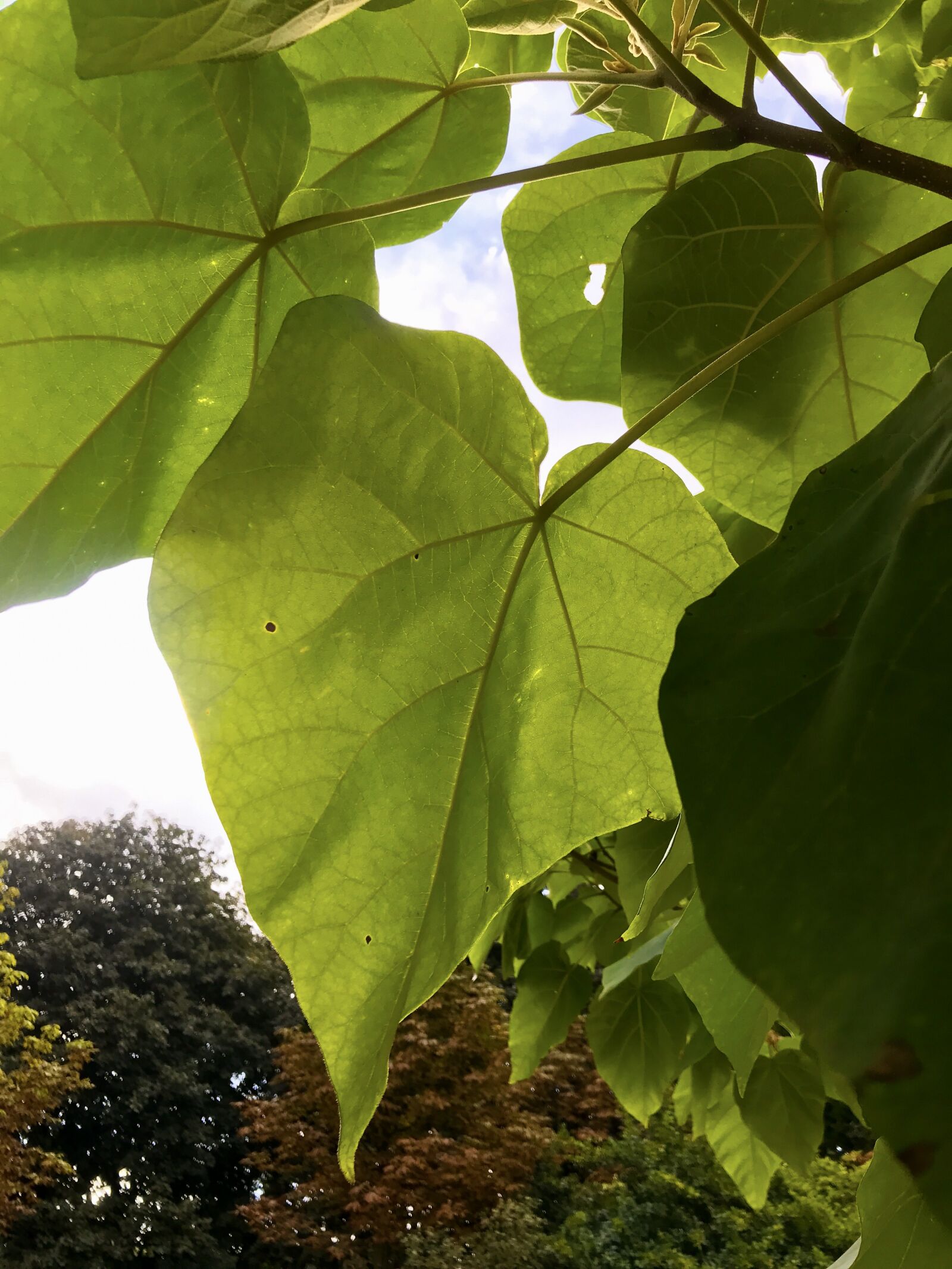 iPhone 7 back camera 3.99mm f/1.8 sample photo. Blue bell tree, kaiser photography