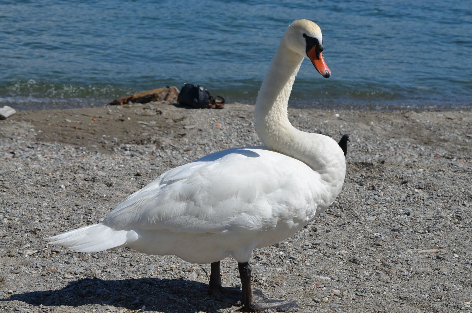 Nikon D5100 sample photo. Swan waters, bird, nature photography