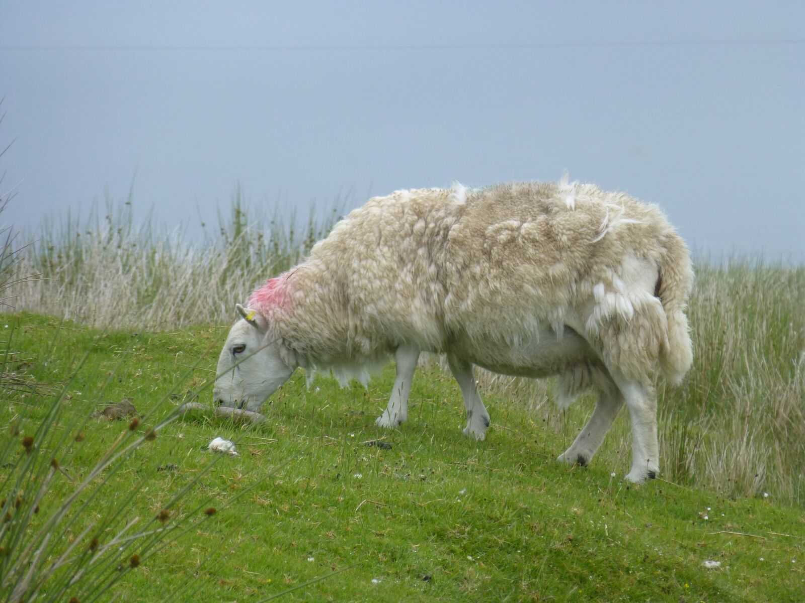 Panasonic Lumix DMC-ZS20 (Lumix DMC-TZ30) sample photo. Sheep, scotland, nature photography