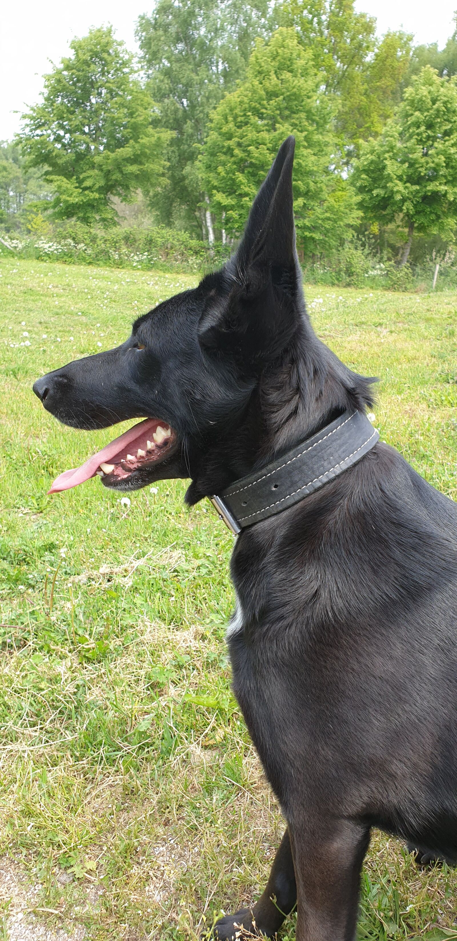 Samsung Galaxy Note9 sample photo. Shepherd, pet, meadow photography