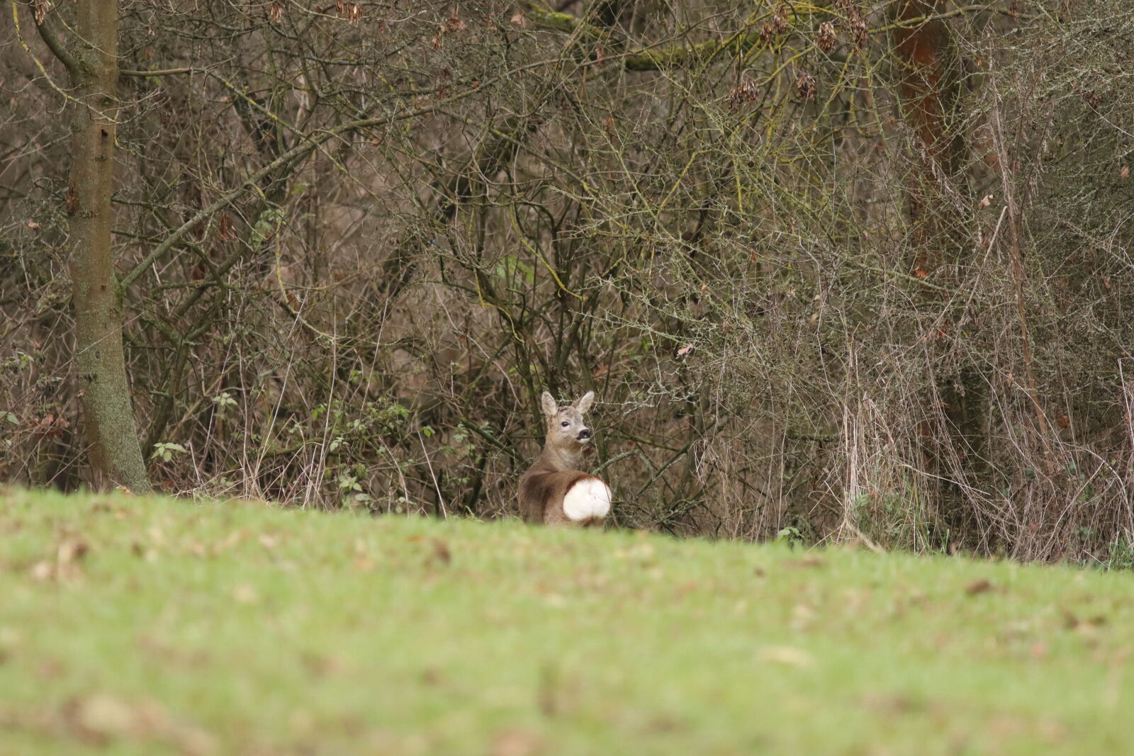 Canon EF 300mm F4L IS USM sample photo