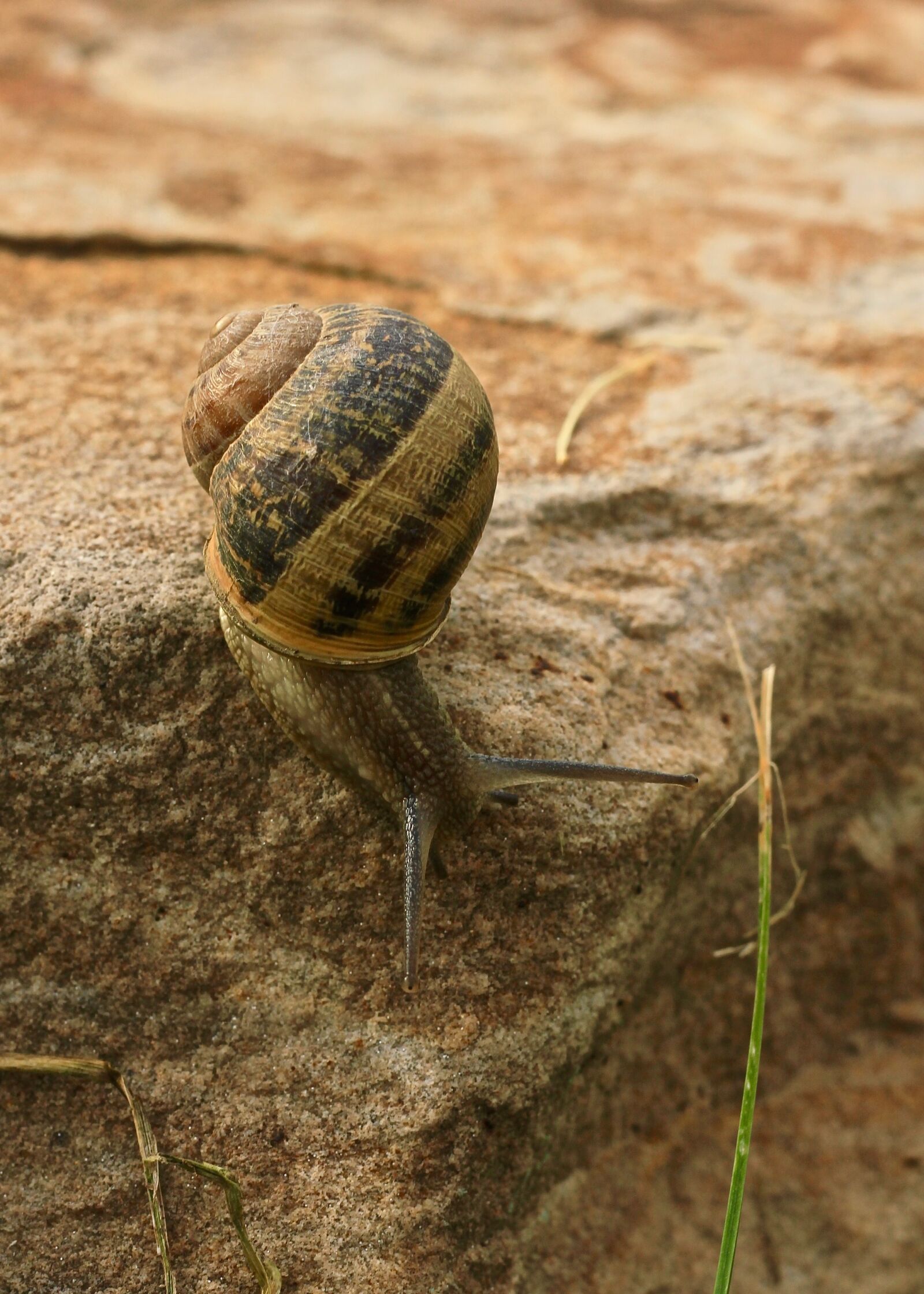 Canon EOS 550D (EOS Rebel T2i / EOS Kiss X4) sample photo. Snail, animal, nature photography