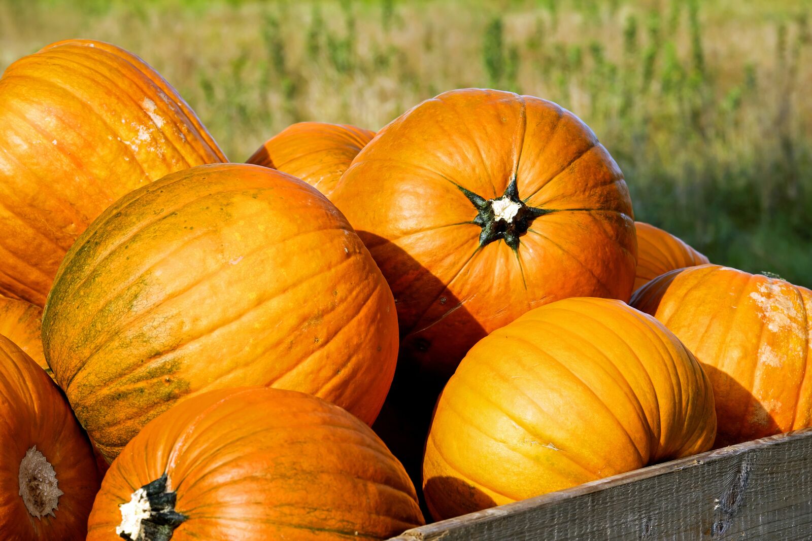 Fujifilm XF 55-200mm F3.5-4.8 R LM OIS sample photo. Pumpkin, gourd, orange photography