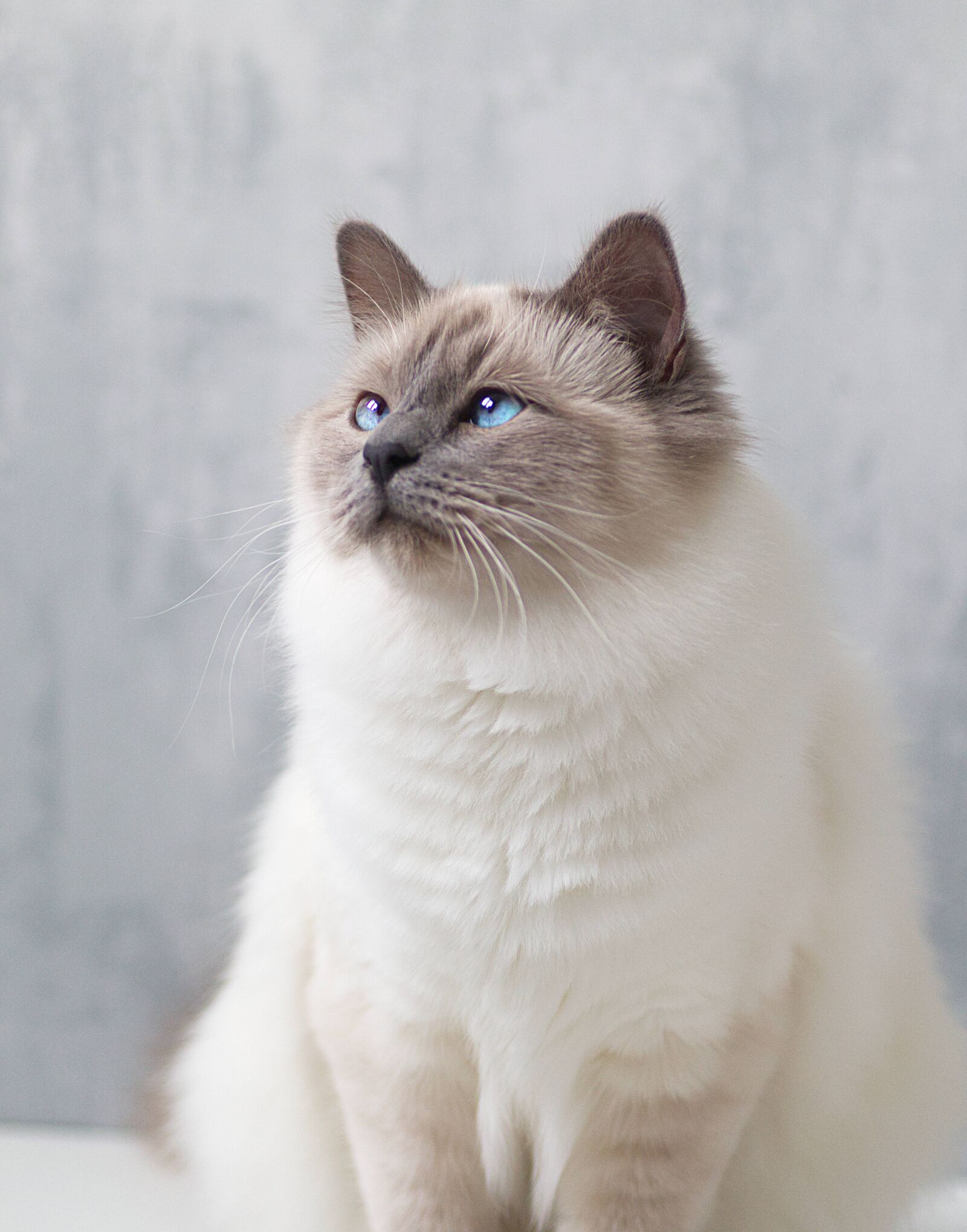 Canon EOS M50 (EOS Kiss M) sample photo. Birman, kitten, cat photography