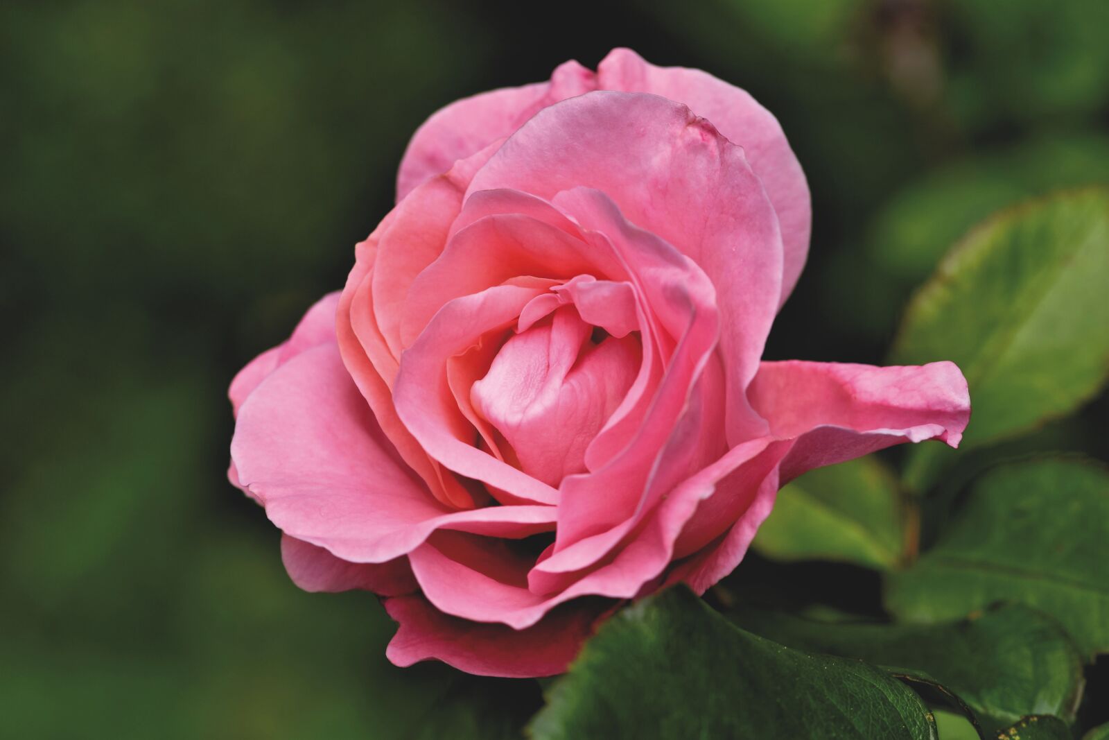 Nikon D7200 sample photo. Rose, rose bloom, garden photography