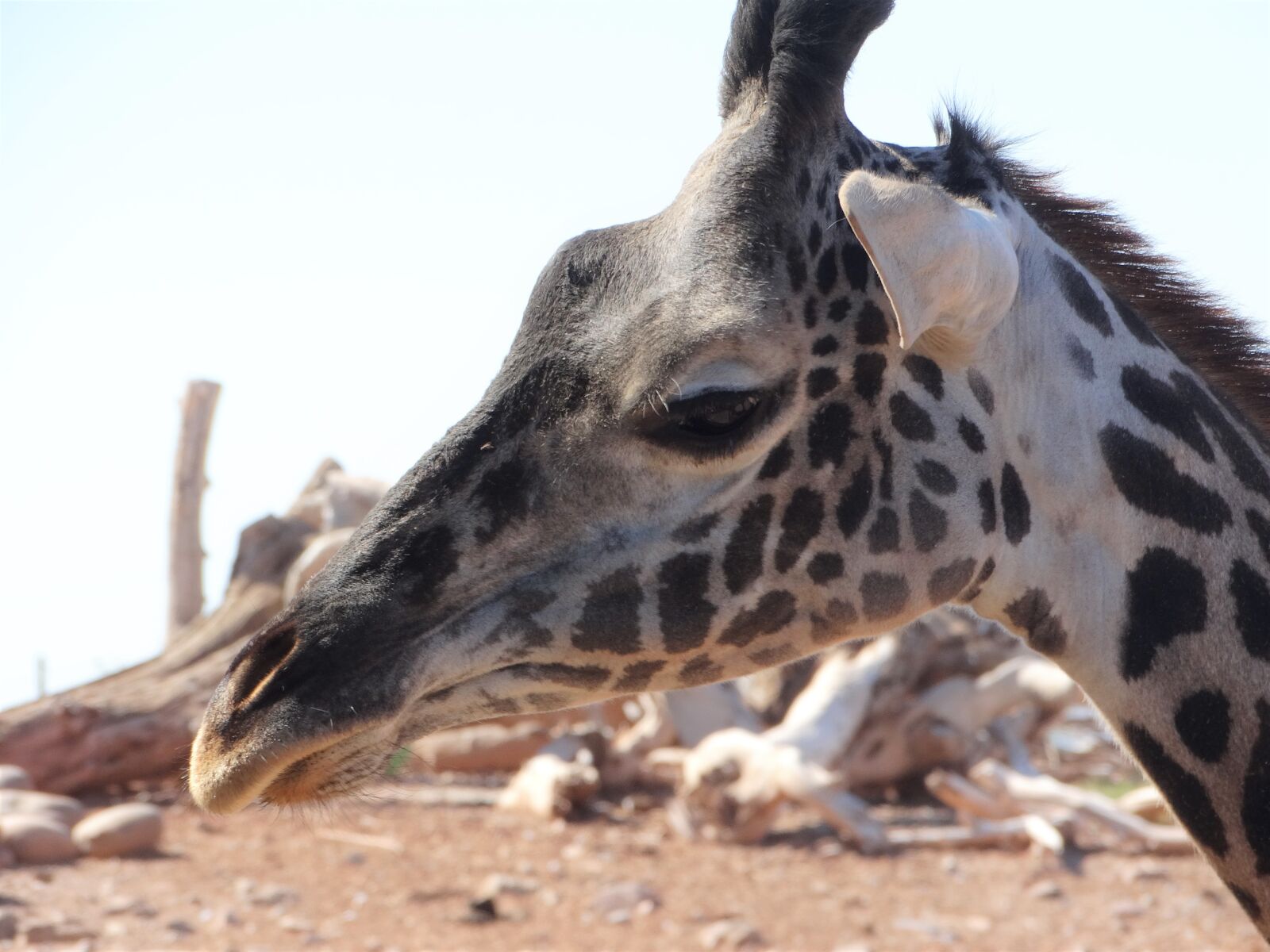 Sony Cyber-shot DSC-HX300 sample photo. Giraffe, africa, zoo photography