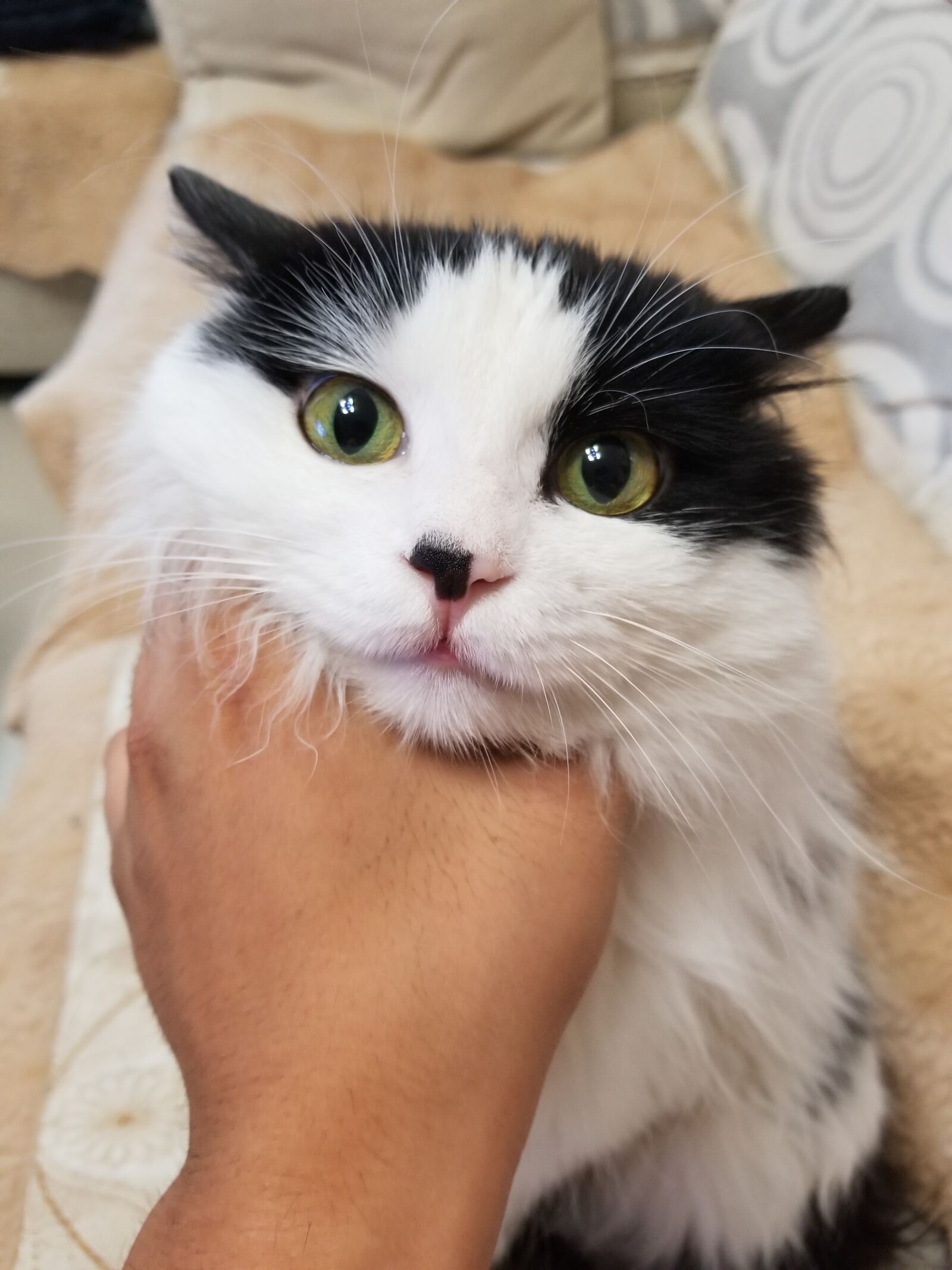 Samsung Galaxy S8+ sample photo. Cute, kitty, meow photography