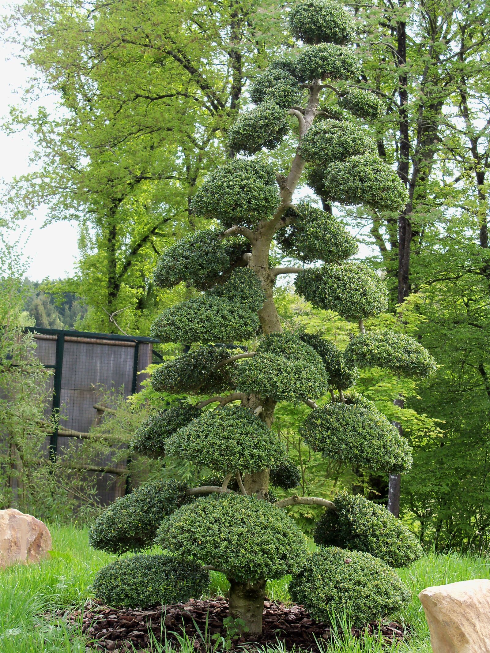 Kodak EasyShare Z915 sample photo. Tree, nature, green photography