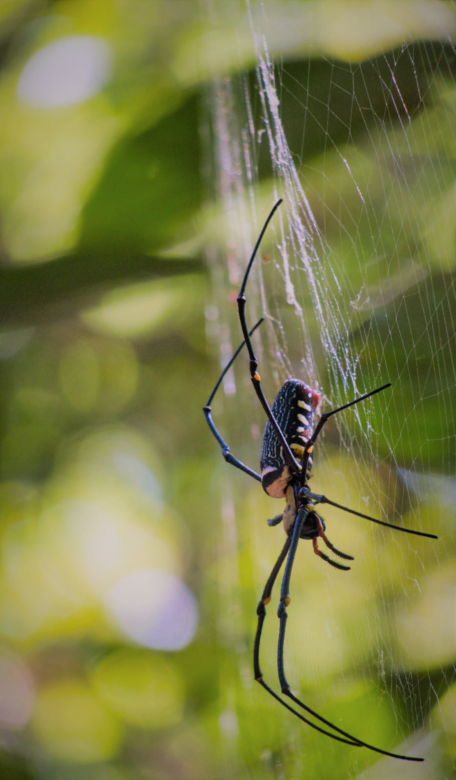 Canon PowerShot G3 X sample photo. Big spider, spider silk photography