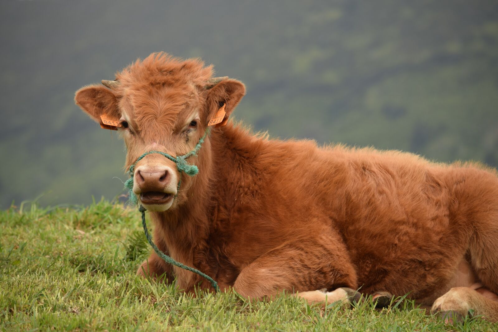 Nikon D3300 sample photo. Calf, cow, bull photography