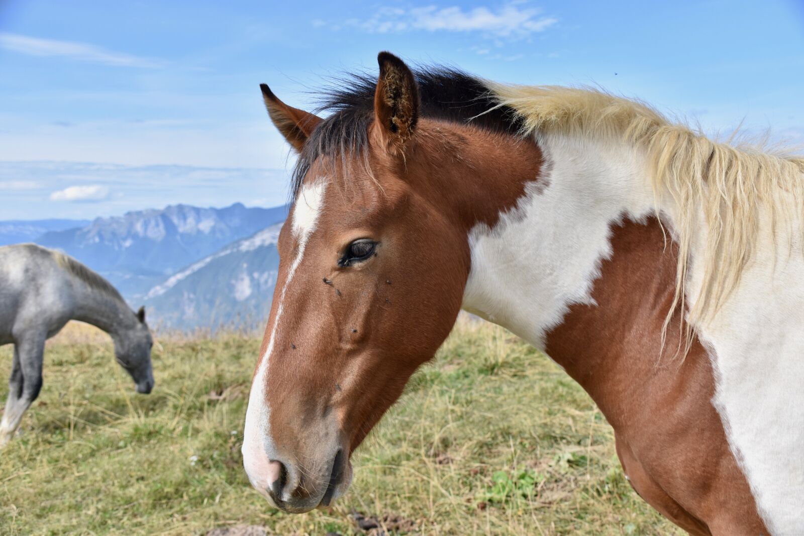 Nikon D5600 sample photo. Horse, horse bai, equine photography