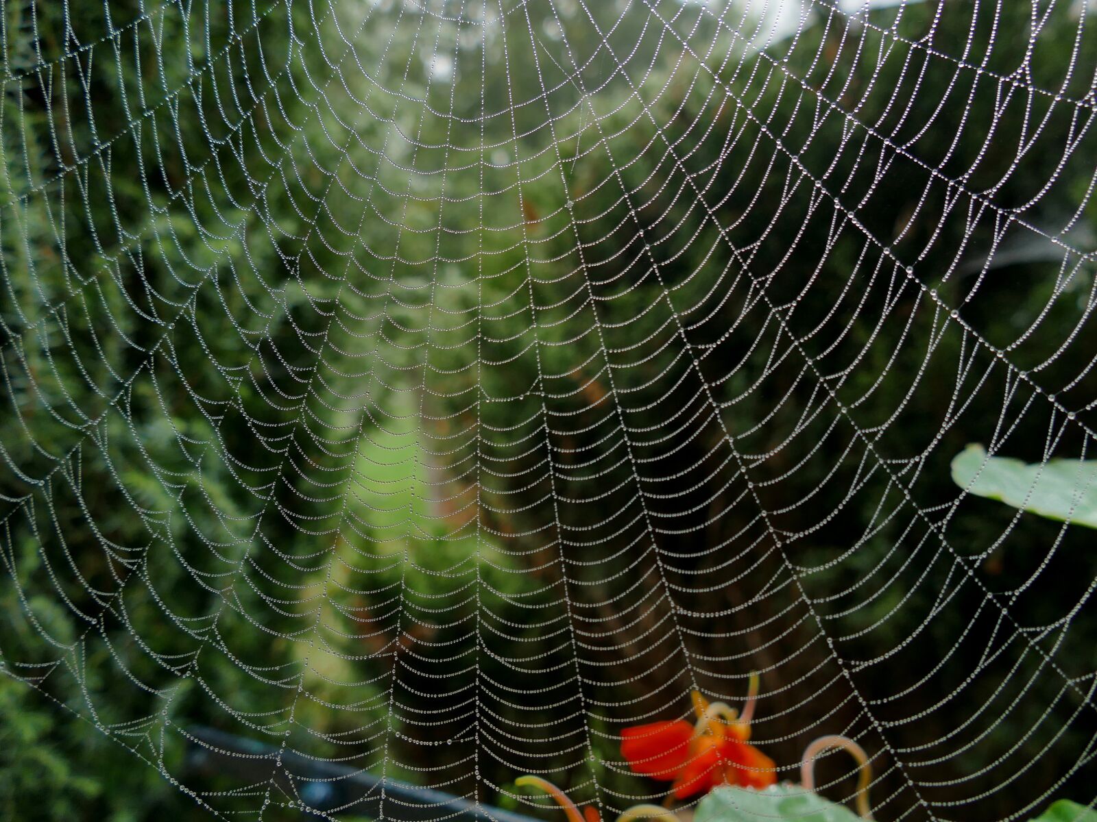 Panasonic Lumix DMC-FZ1000 sample photo. Spider, cobweb, hotel photography