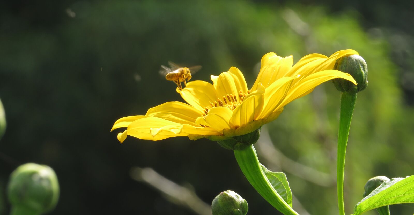 Canon PowerShot SX50 HS sample photo. Nature, flower, plant photography