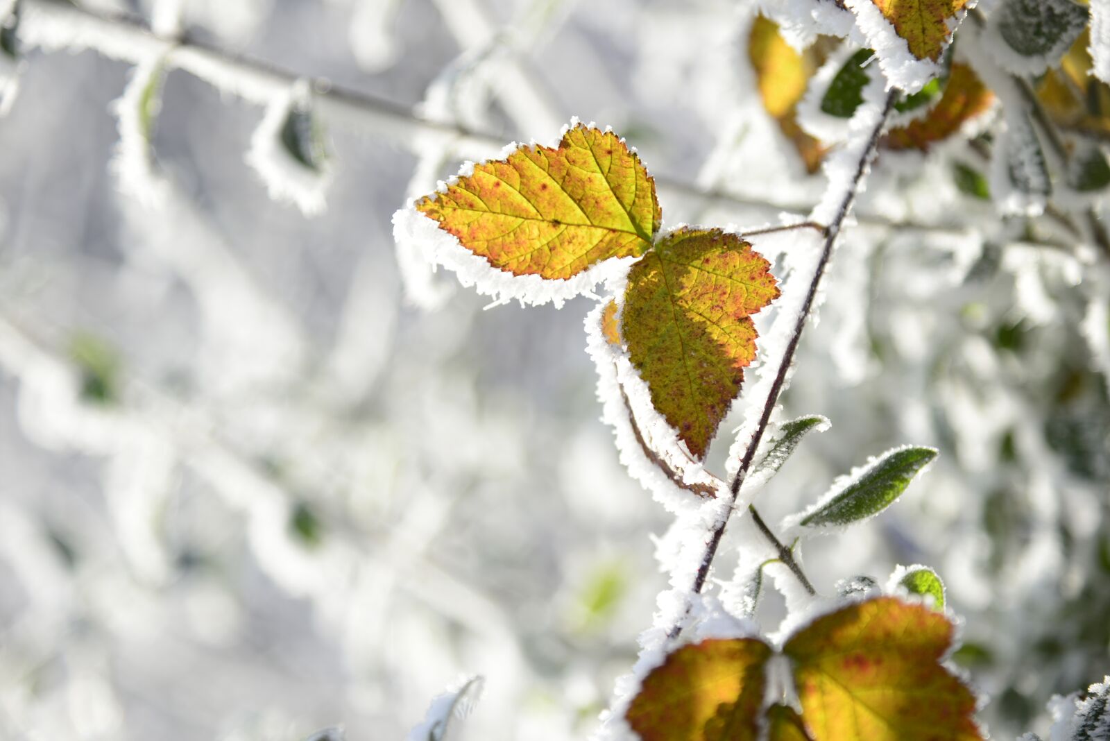 Nikon D610 sample photo. Hoarfrost, cold, winter photography