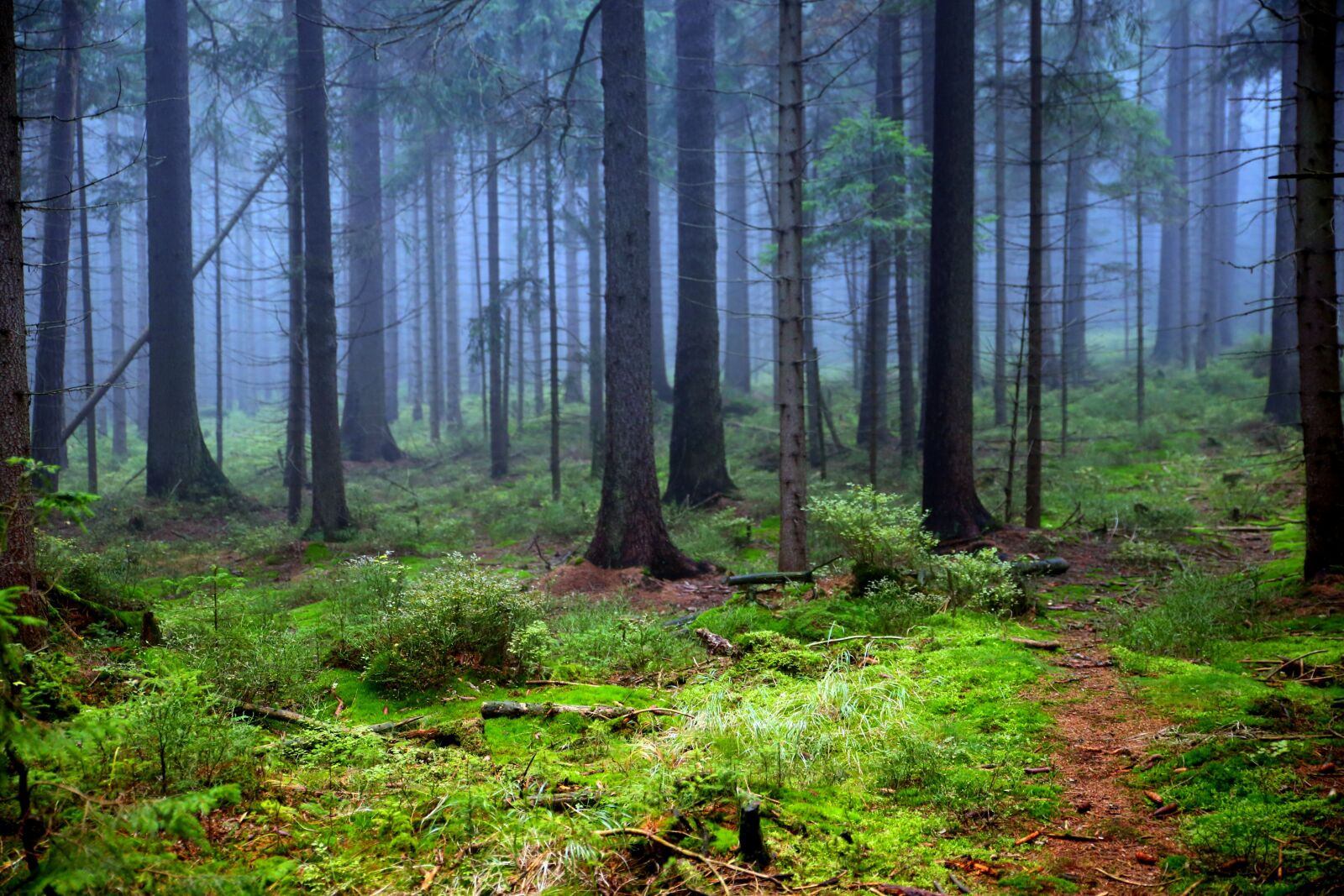 Canon EOS 6D sample photo. Mati, forest, tree photography