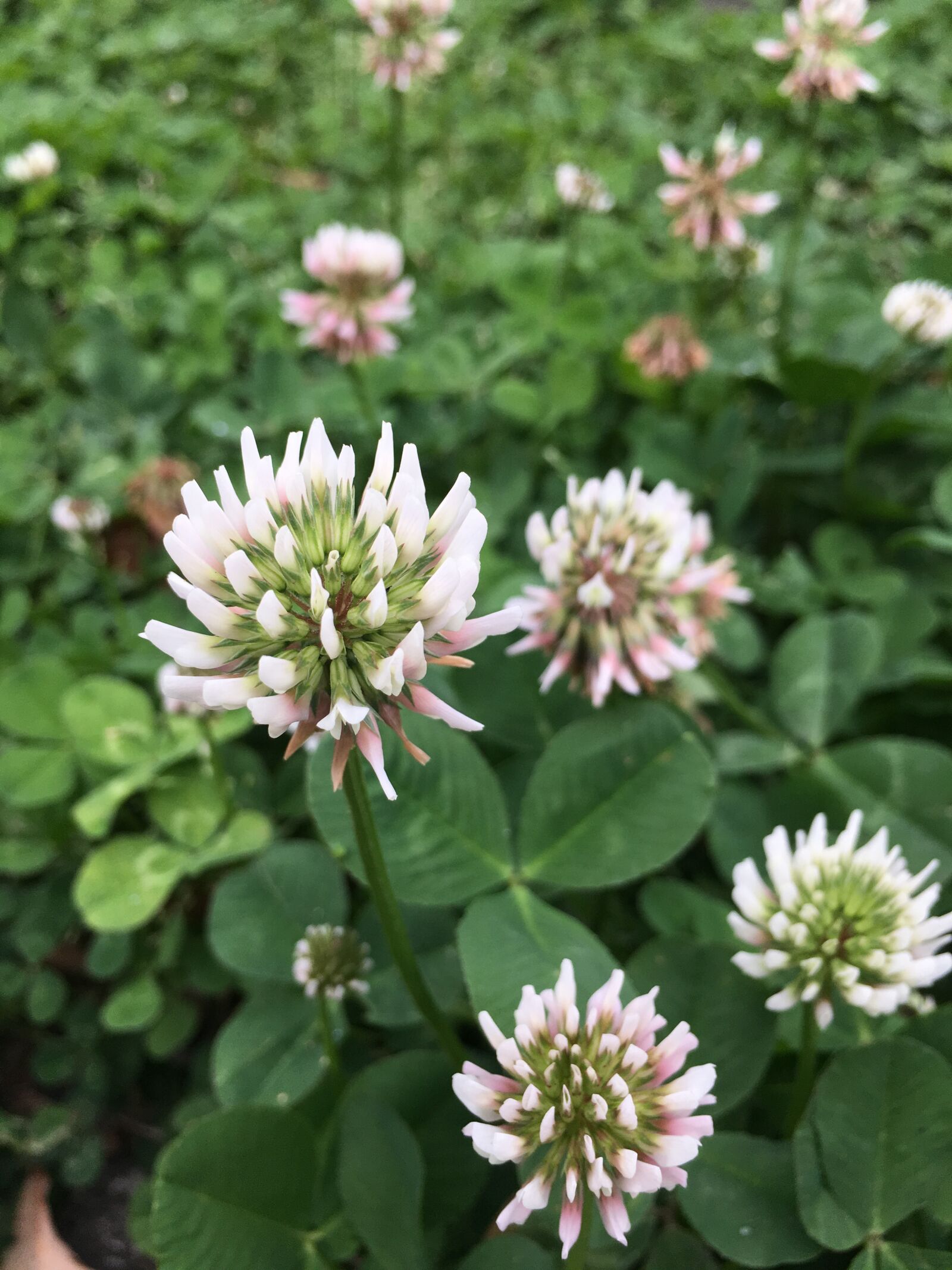 Apple iPhone 6s sample photo. Green, good luck, the photography