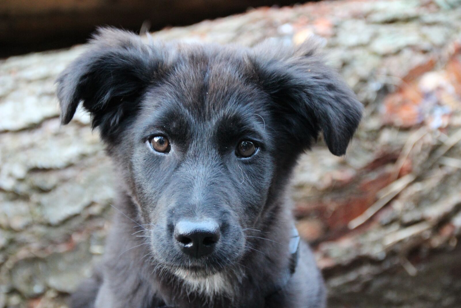 Canon EOS 600D (Rebel EOS T3i / EOS Kiss X5) sample photo. Hybrid, mixed breed dog photography