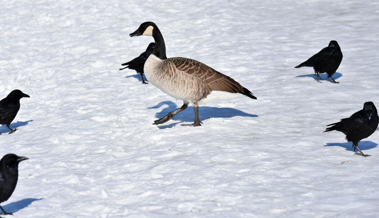 Nikon D7200 sample photo. Goose, dig, crow photography