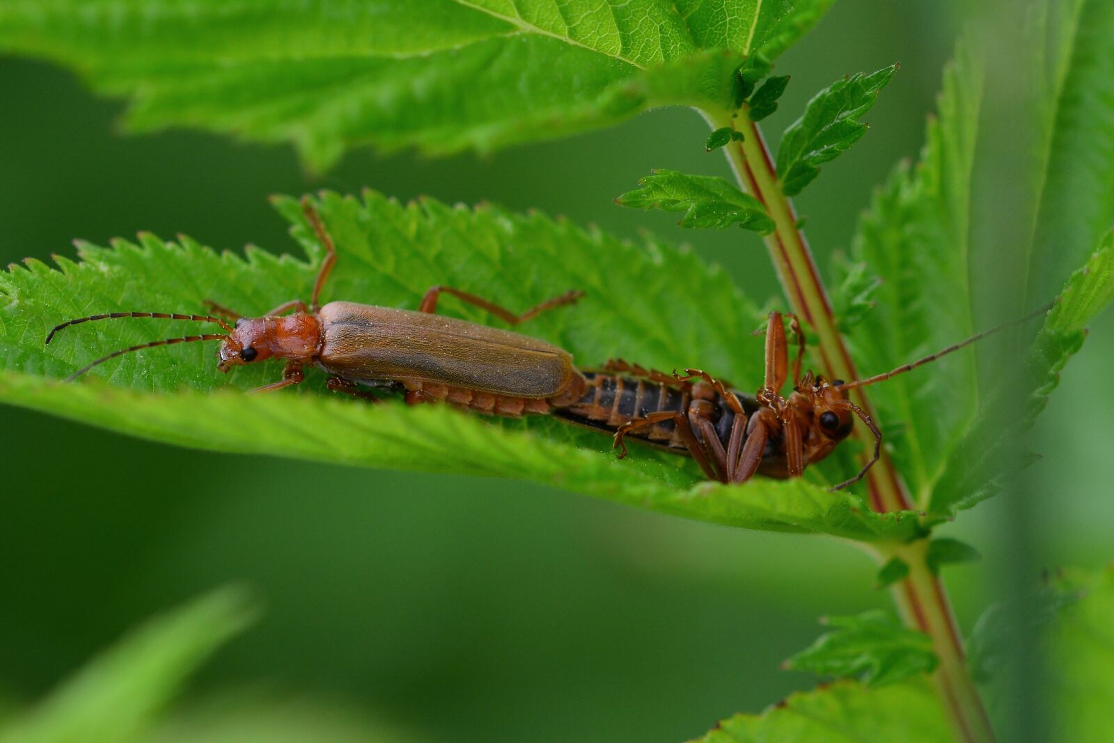 Nikon D5200 sample photo. Beetle, pairing, nature photography