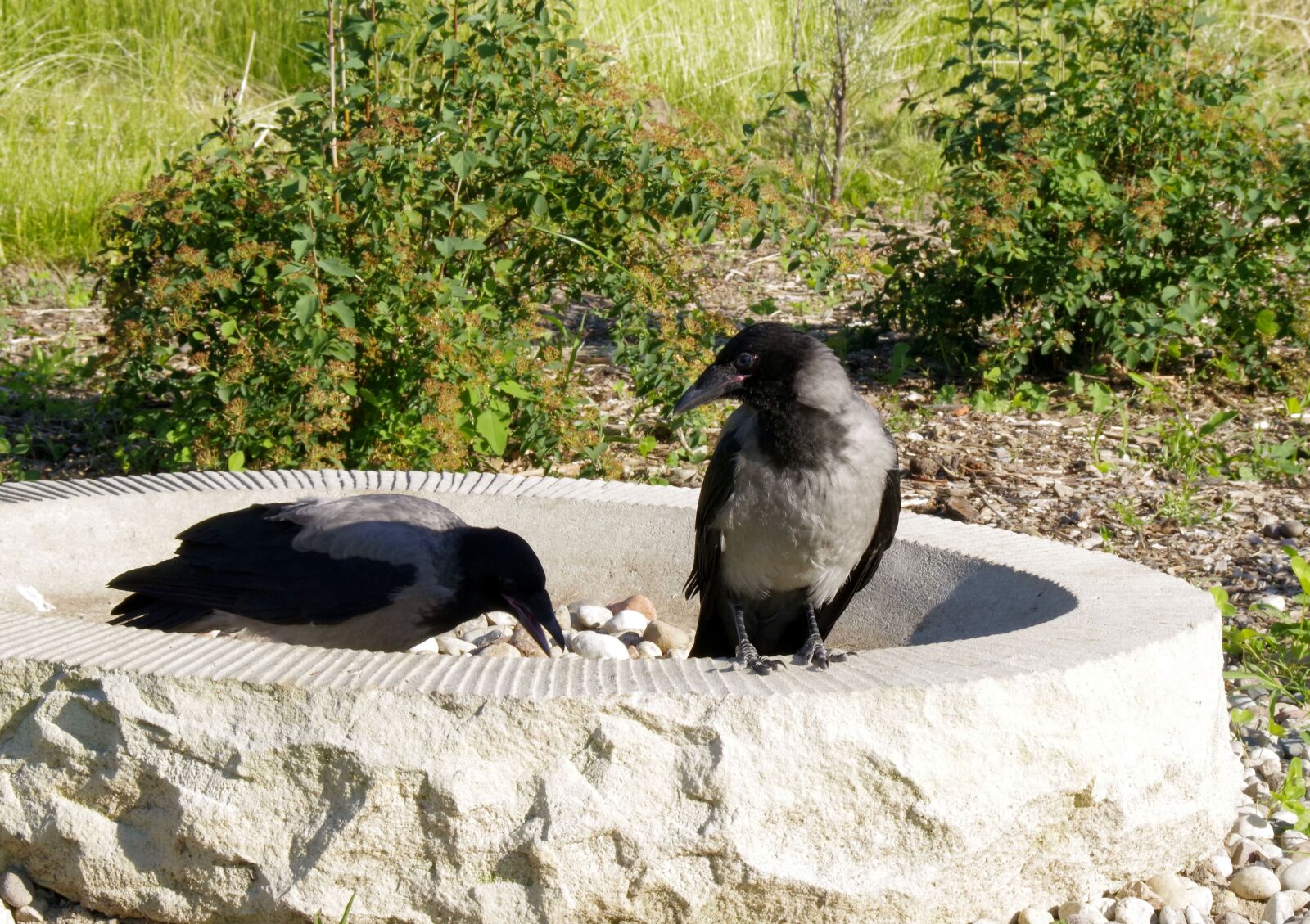 Pentax K-S2 sample photo. Crow, crows, bird photography