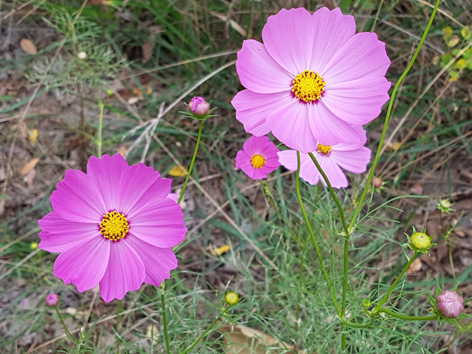 Samsung Galaxy S7 sample photo. Fall flowers, flowers, blossom photography