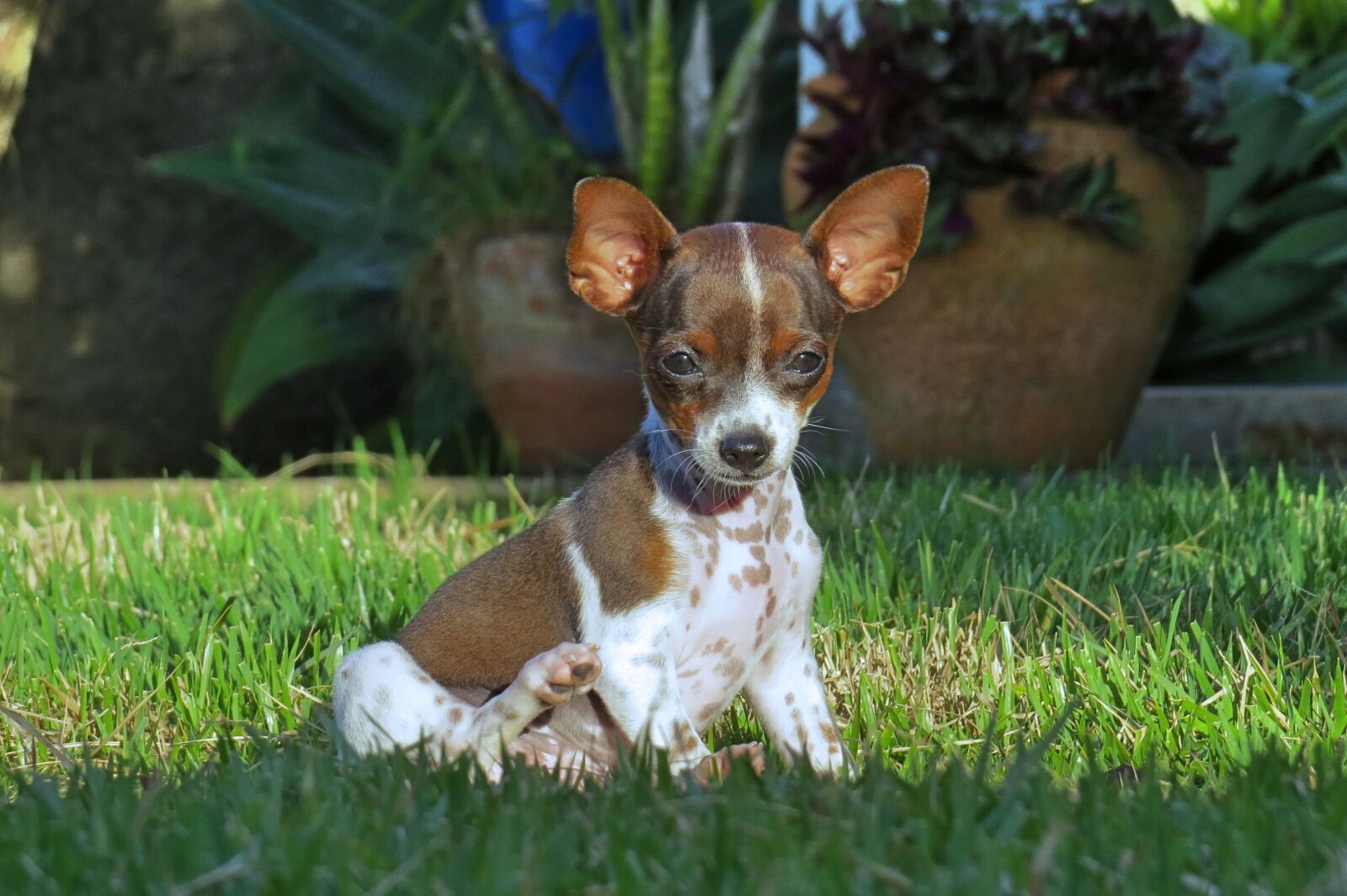Canon PowerShot SX50 HS sample photo. Dog, puppy, small photography