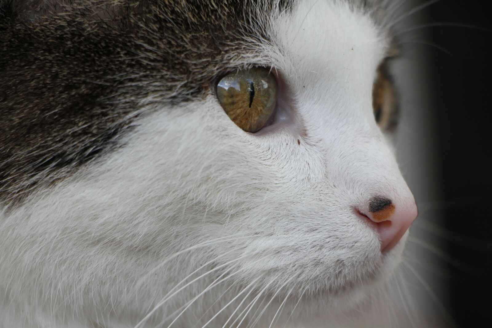 Canon EOS 7D + Canon EF-S 18-135mm F3.5-5.6 IS STM sample photo. Cat, domestic cat, mackerel photography