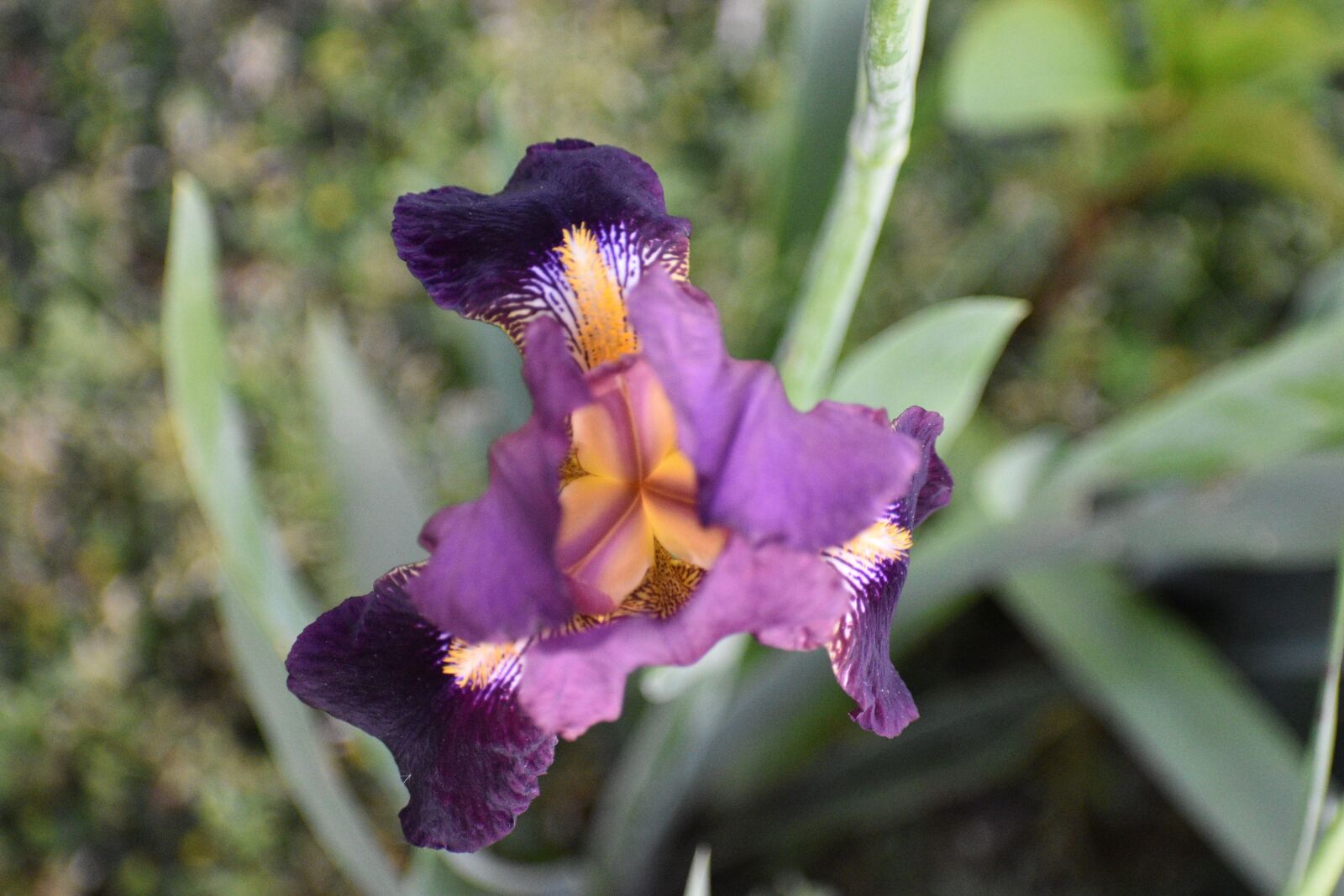 Nikon D5600 sample photo. Flower, iris, garden photography