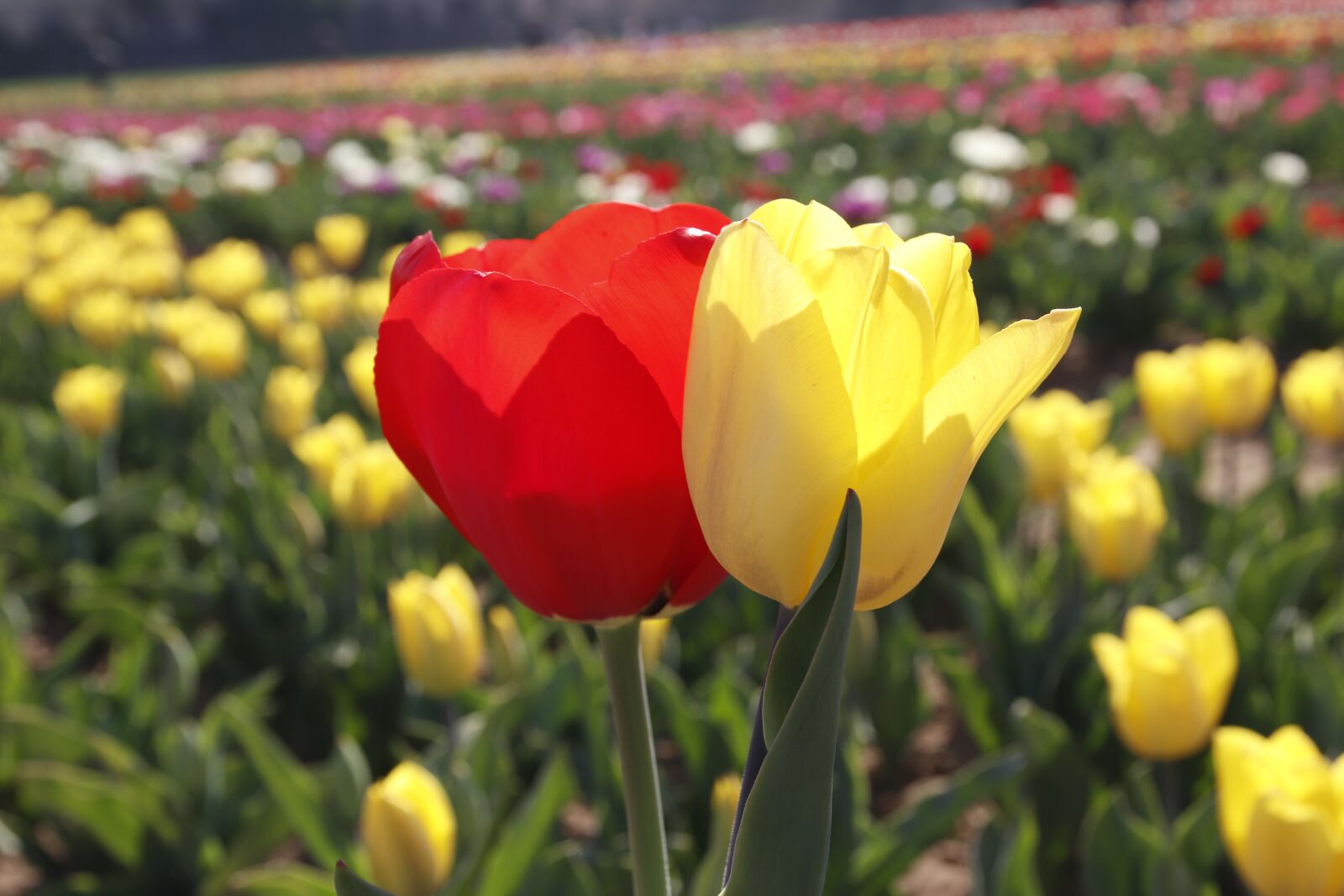 Canon EOS 77D (EOS 9000D / EOS 770D) sample photo. Tulips, tulip, red tulip photography