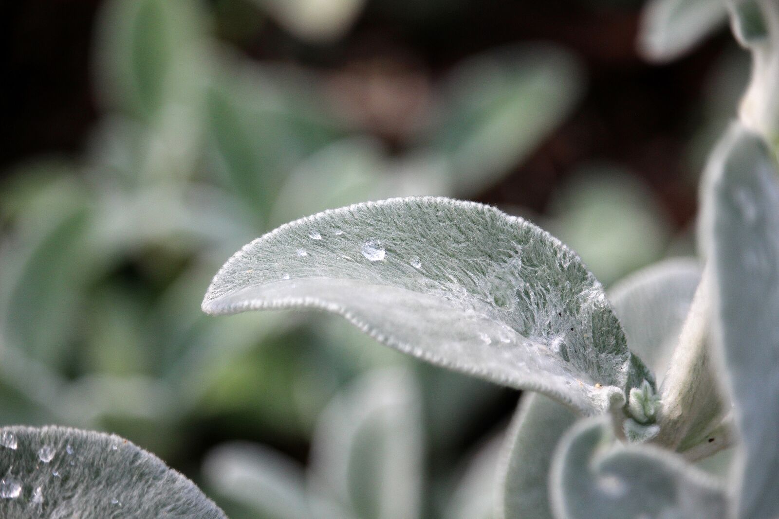 Canon EOS 700D (EOS Rebel T5i / EOS Kiss X7i) sample photo. Drip, leaf, silver photography