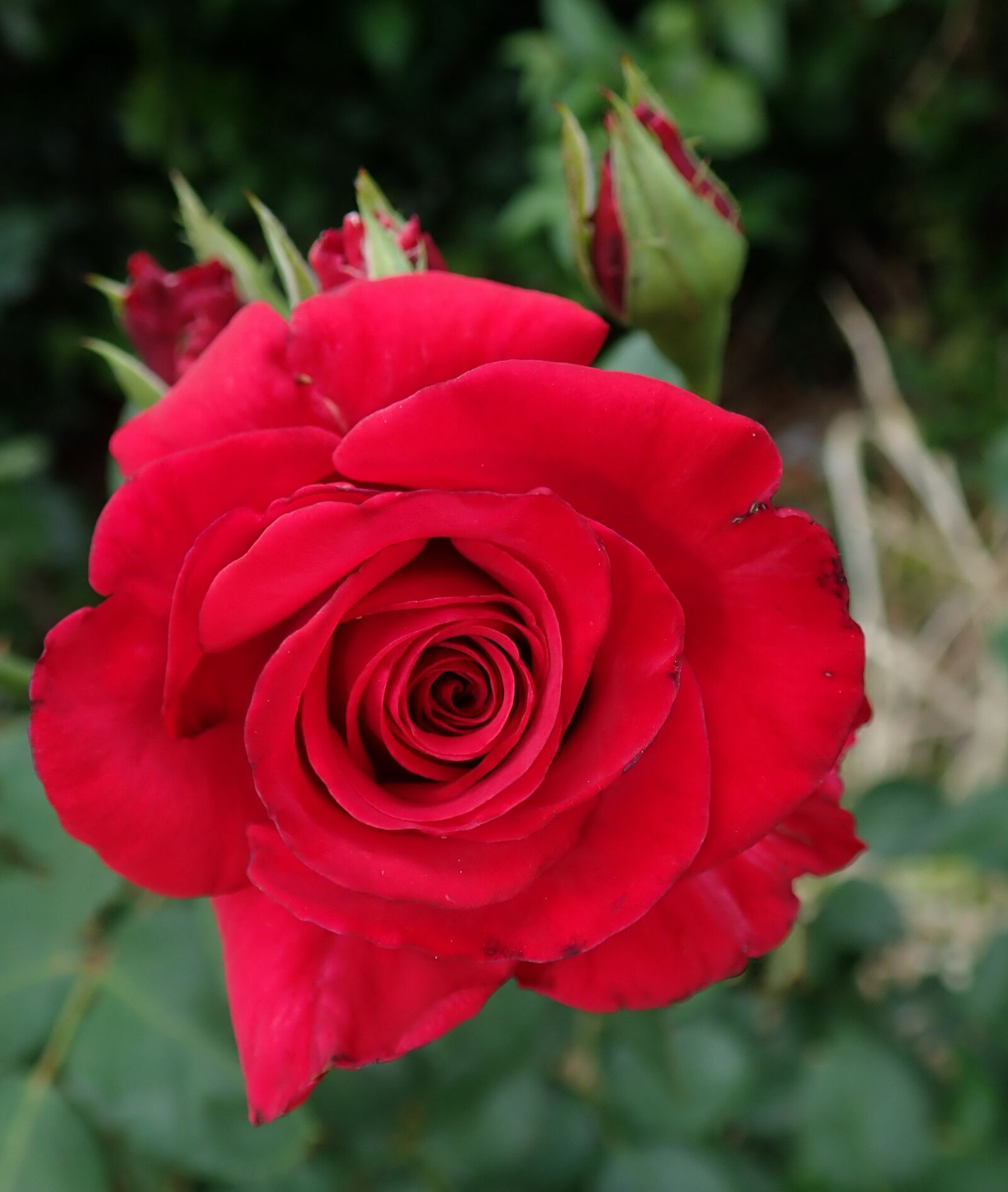 Olympus TG-5 sample photo. Rose, red, flower photography