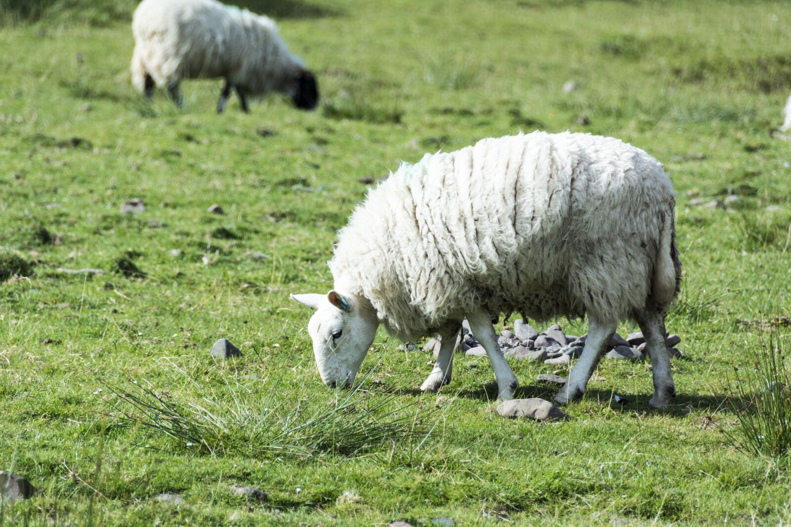 Nikon D7100 sample photo. Sheep, wool, woolly photography