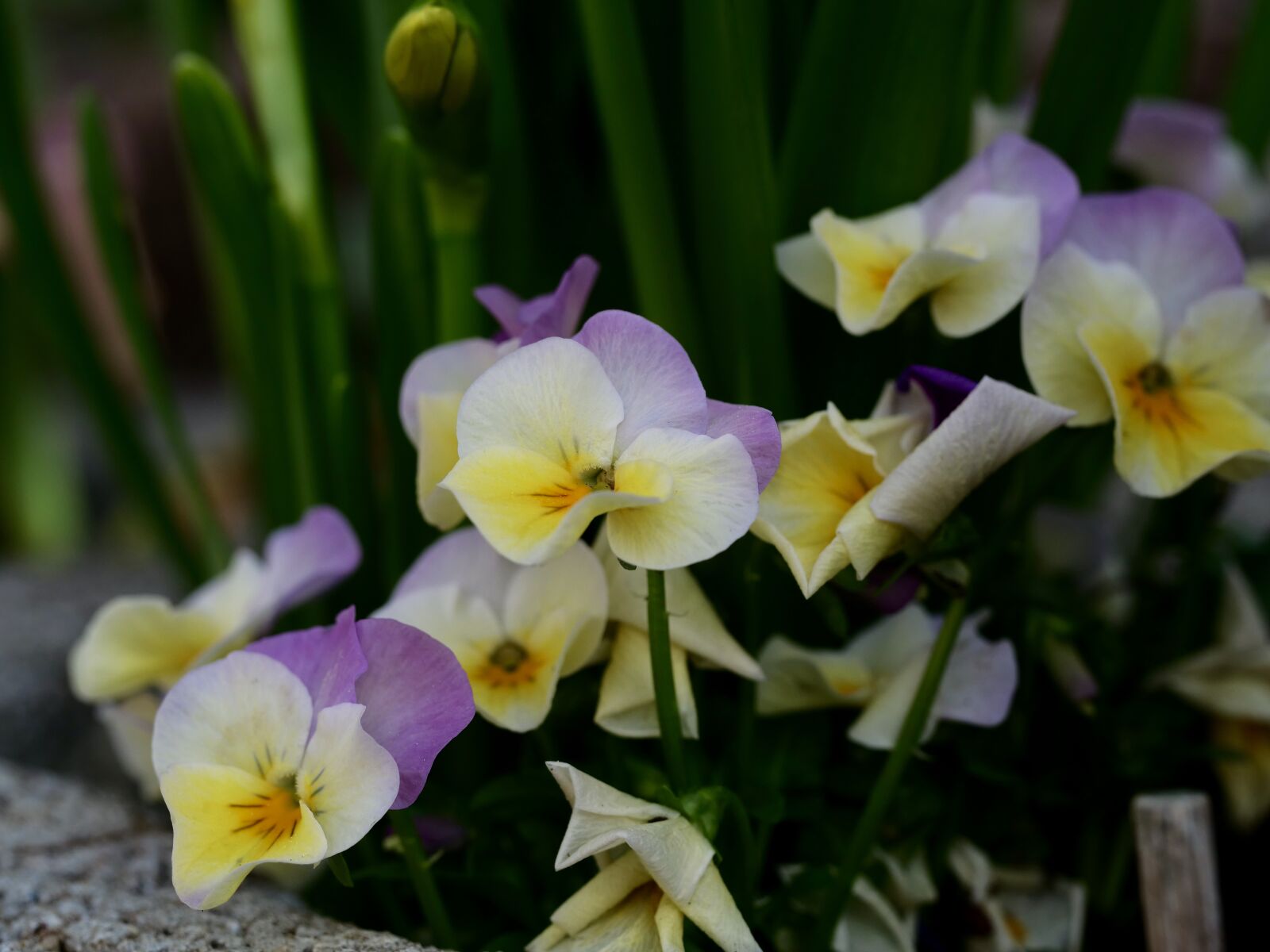 Panasonic Lumix DC-G9 sample photo. Spring, flower, close up photography