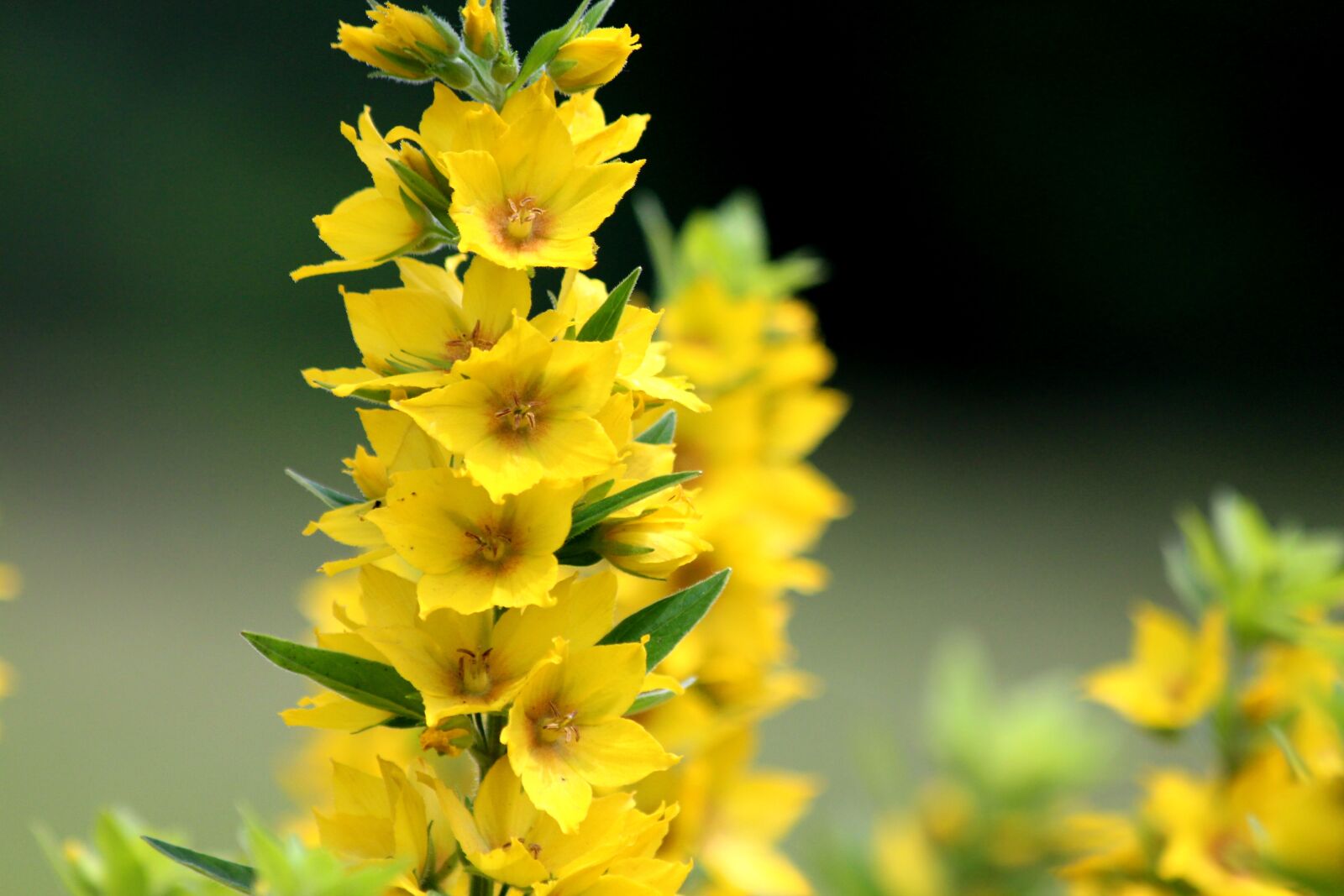 Canon EOS 650D (EOS Rebel T4i / EOS Kiss X6i) sample photo. Loosestrife, lysimachia, nature photography