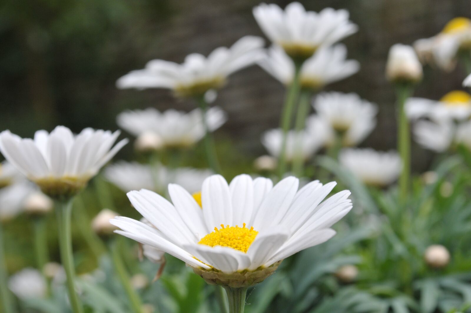 Nikon D300 sample photo. Flowers, margueritte, marguerittes photography