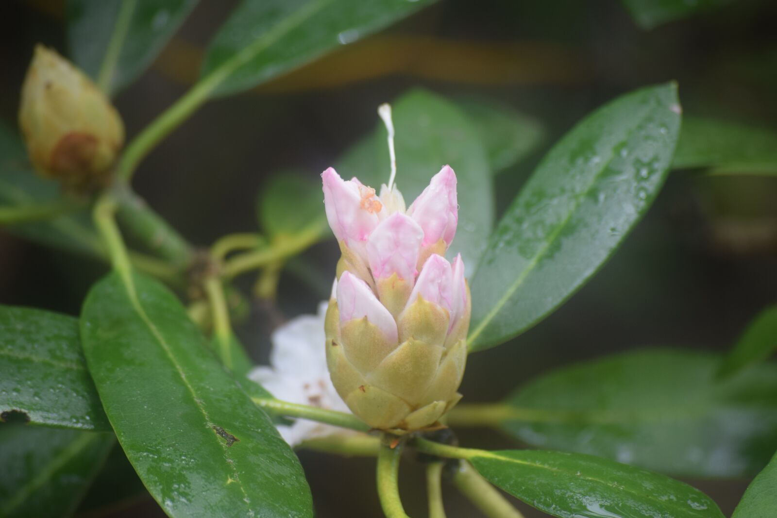 Nikon D3300 sample photo. Rhododendron, bud, flower photography