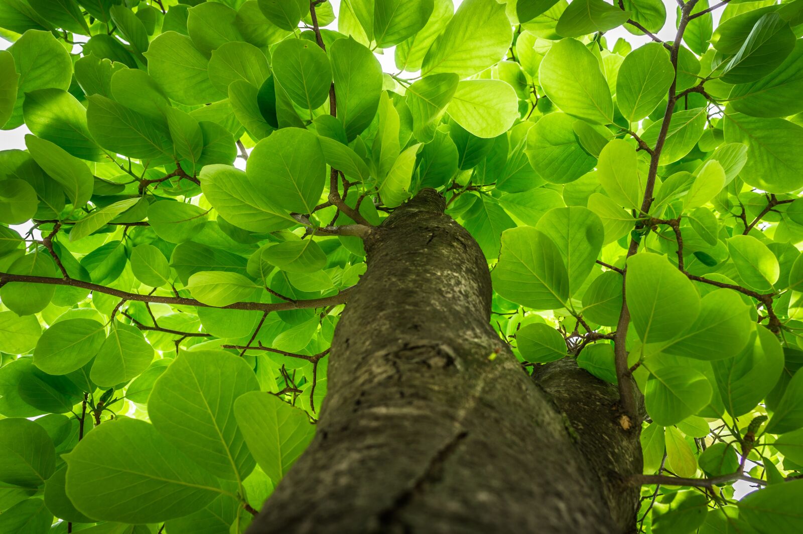 Sony Alpha NEX-5N sample photo. Leaf, plants, nature photography