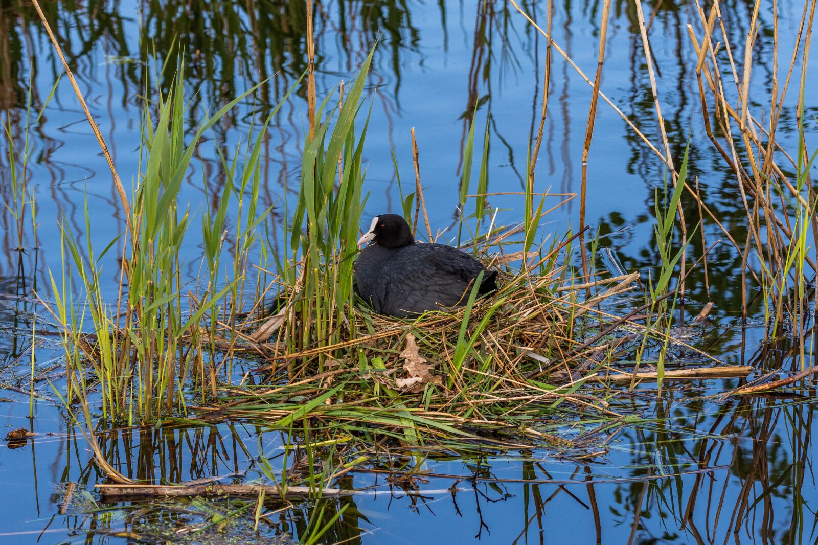 Nikon D7200 sample photo. Coot, nest, bird photography