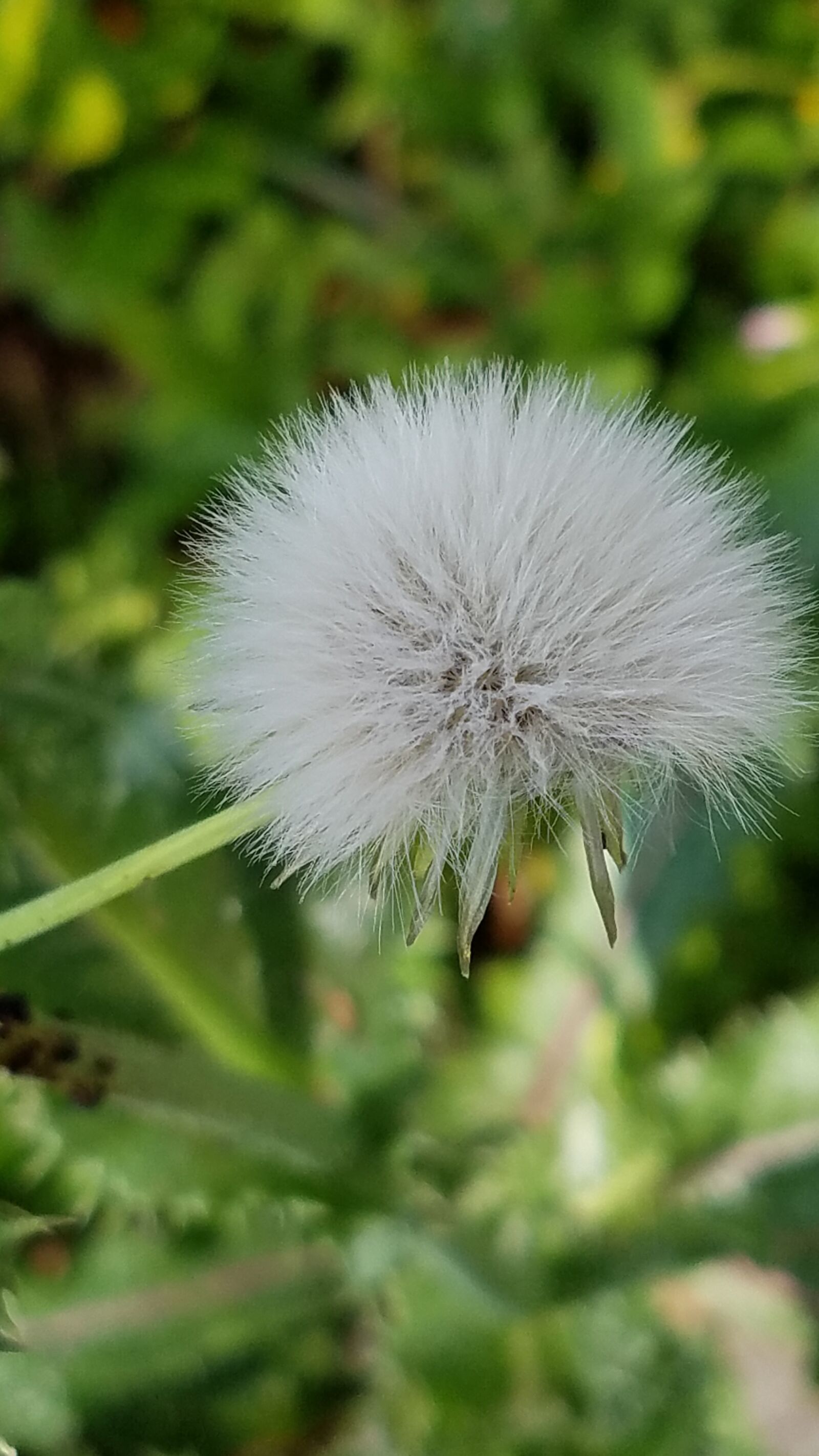 Samsung Galaxy S7 sample photo. Dandelion, nature, flower photography