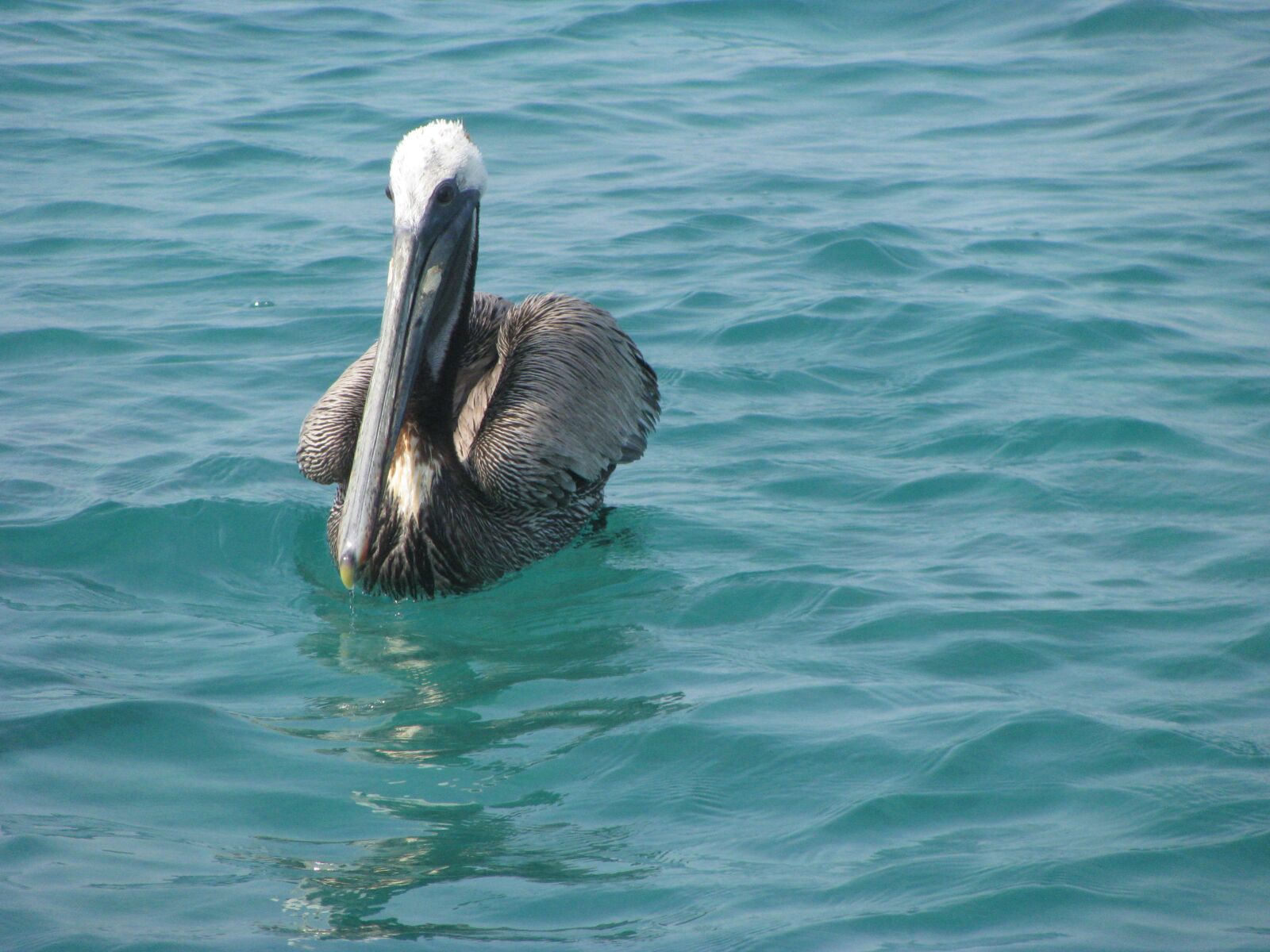 Canon POWERSHOT SX100 IS sample photo. Pelican, ave, sea photography