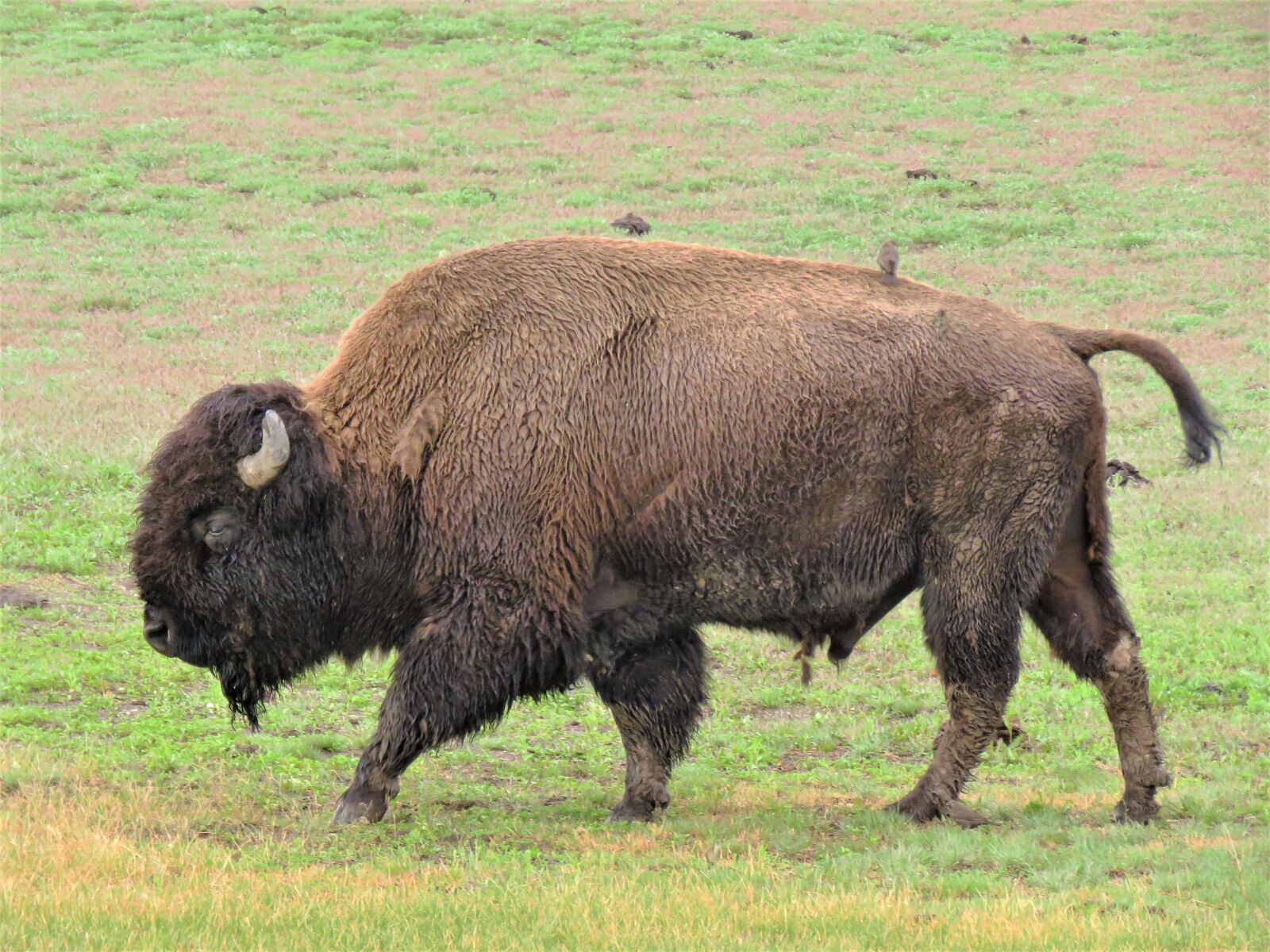 Canon PowerShot SX60 HS sample photo. Bison, yellowstone, hiking photography
