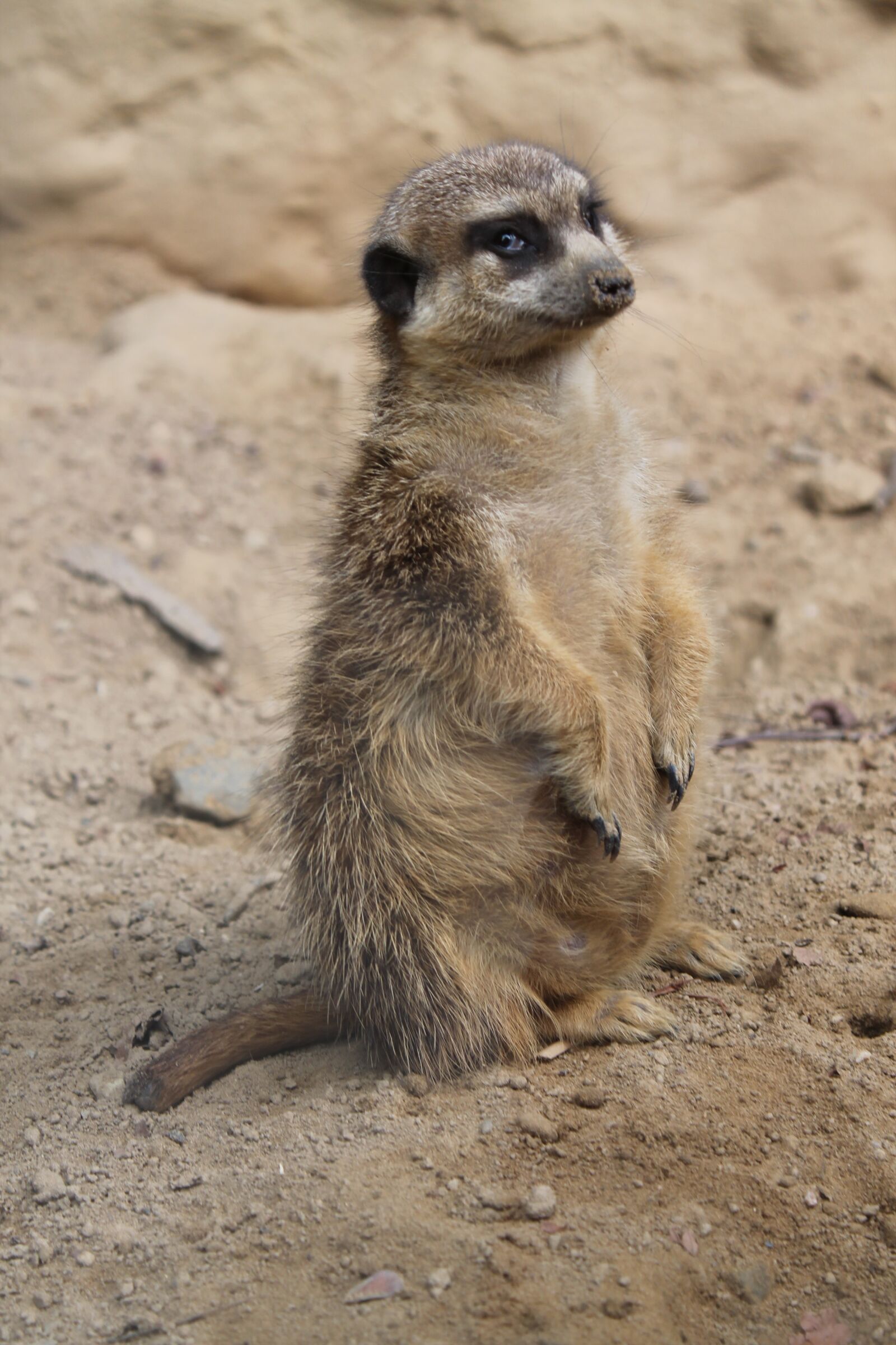 Canon EOS 1100D (EOS Rebel T3 / EOS Kiss X50) sample photo. Animal world, meerkat, sand photography