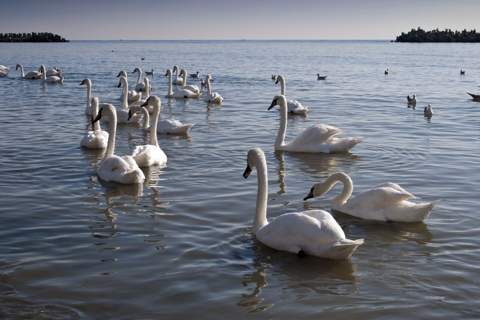 Canon EOS 400D (EOS Digital Rebel XTi / EOS Kiss Digital X) sample photo. Swans, black sea, sea photography