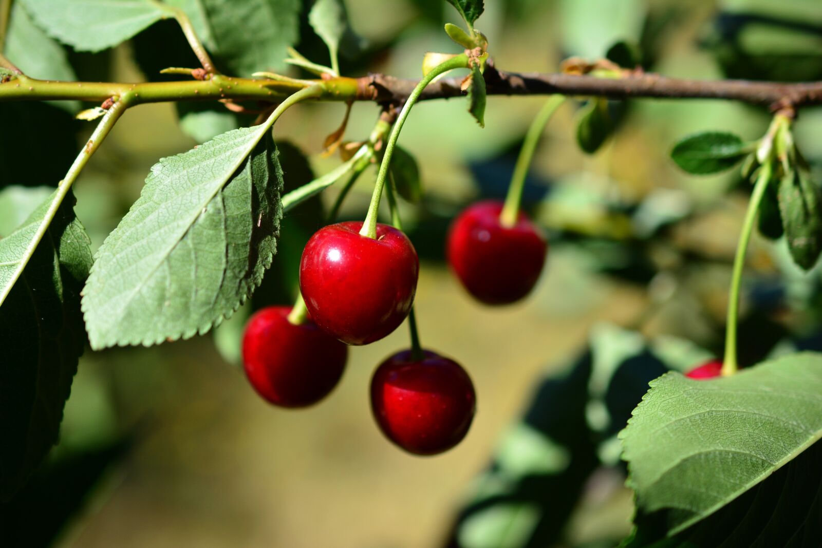 Nikon D5200 sample photo. Cherries, sour cherries, cherry photography