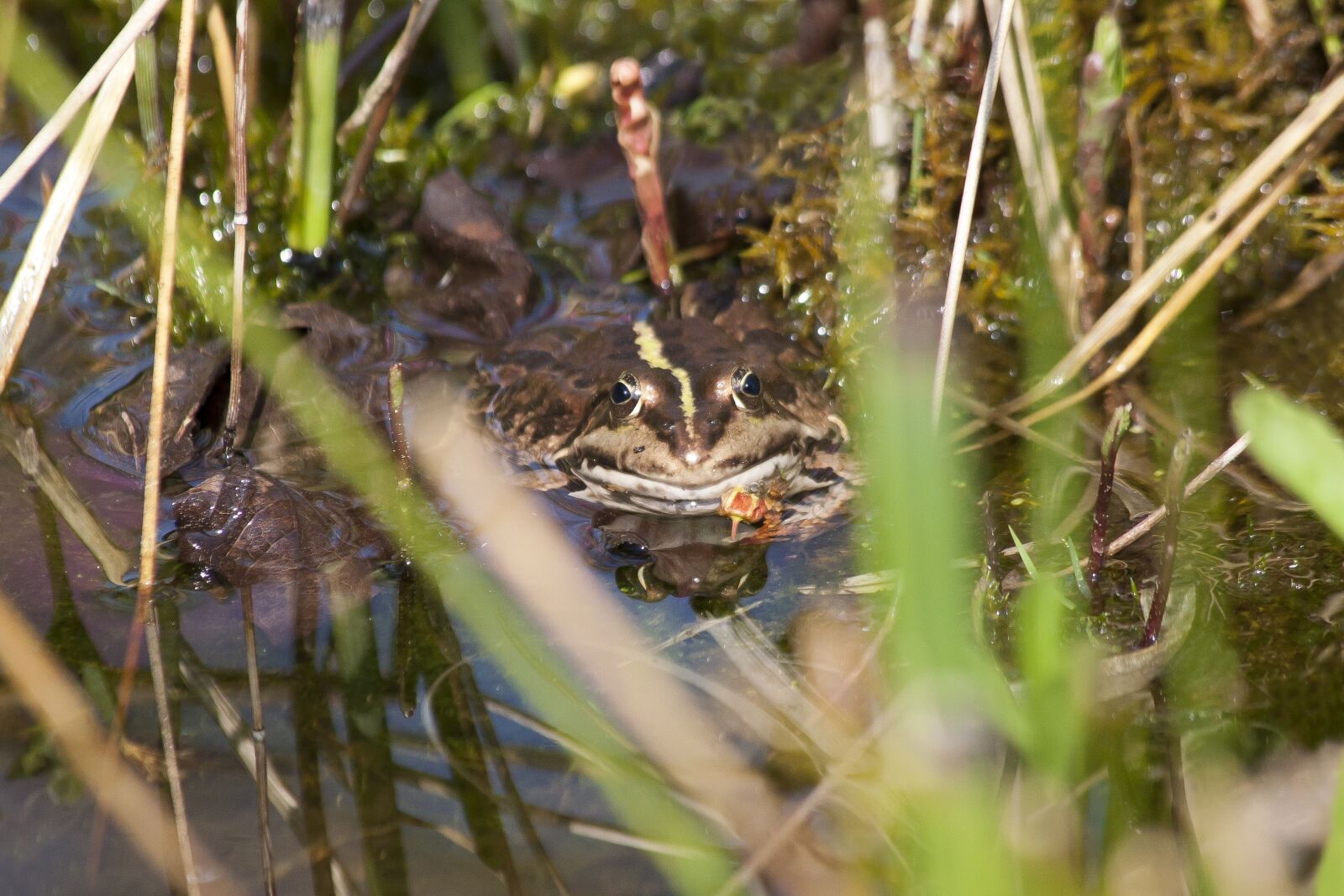 Canon EF 70-300mm F4-5.6 IS USM sample photo. Toad, nature, animal world photography