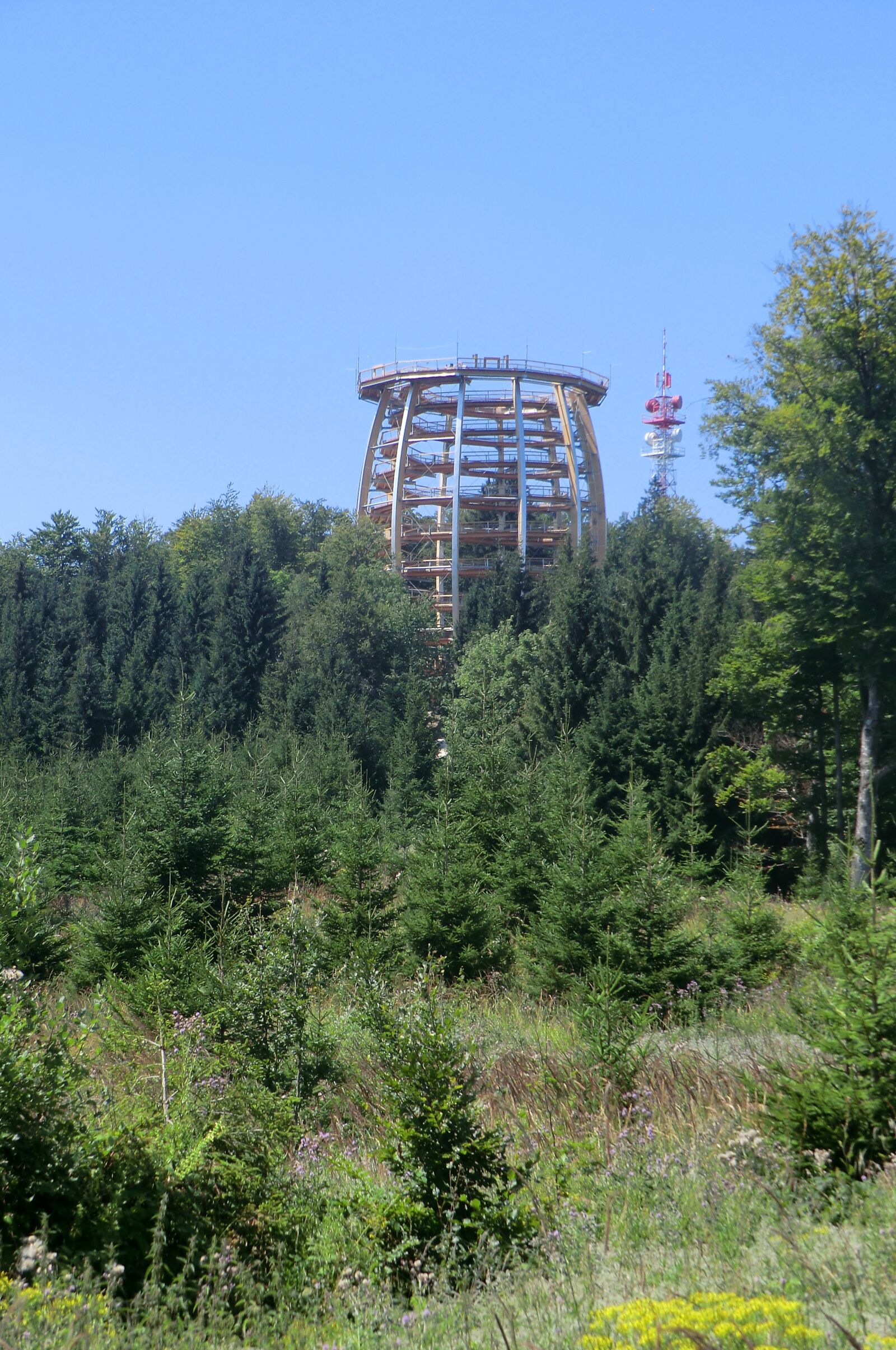 CASIO EX-H5 sample photo. The tree top walk photography