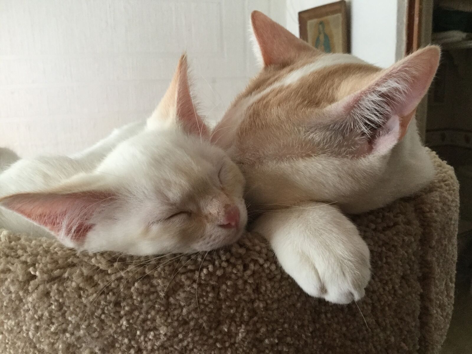 Apple iPad Air 2 sample photo. Cats, pets, animal photography