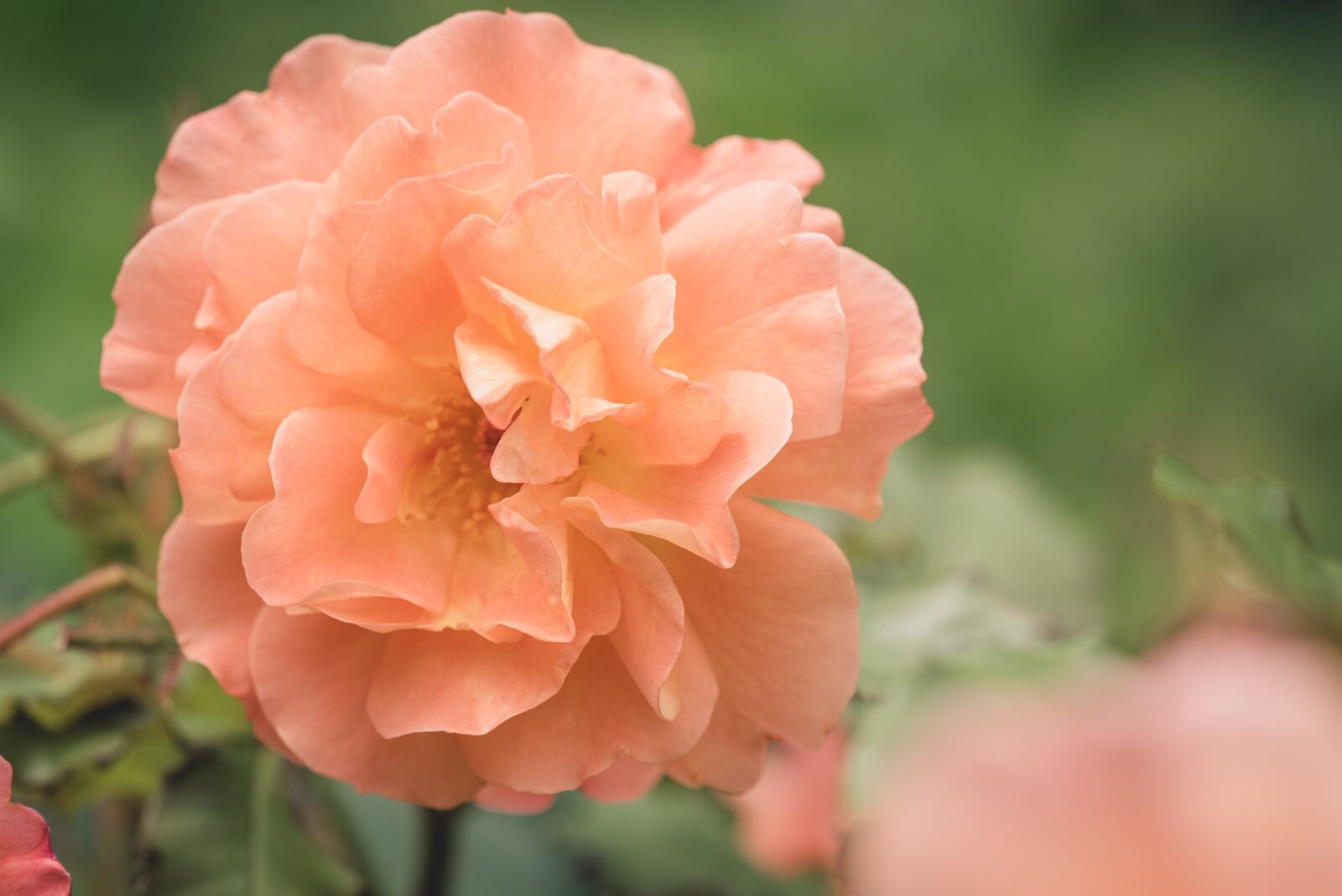Nikon D750 sample photo. Rose, garden, garden rose photography
