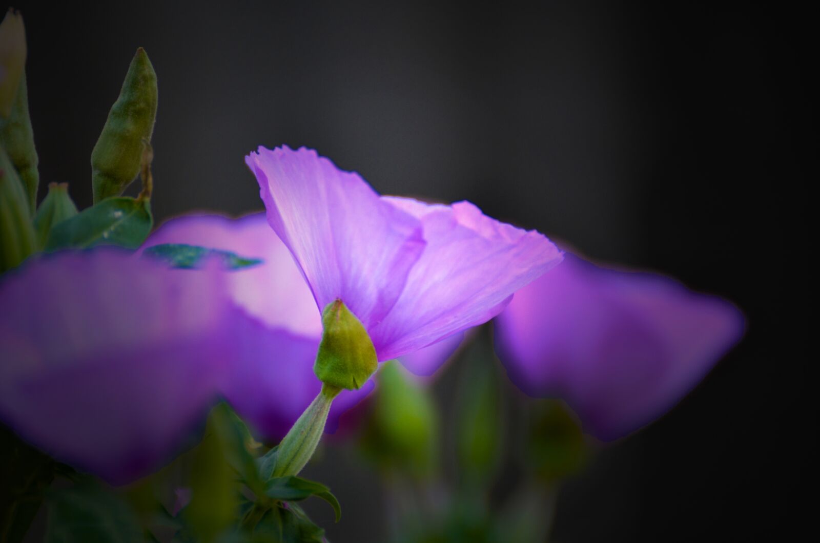 Nikon D7000 sample photo. Flower, nature, flora photography